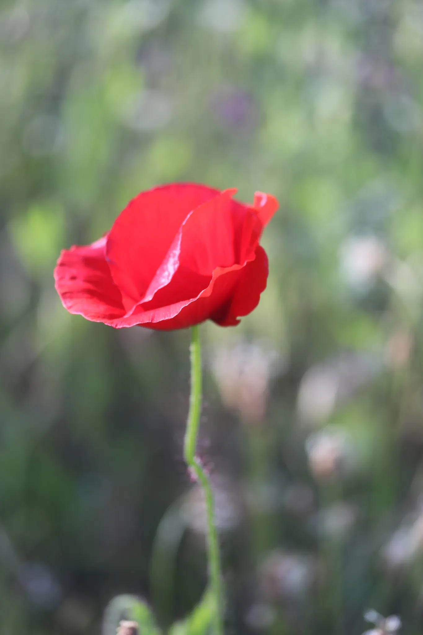 Flanders Poppy (Papaver Rhoeas) — Its versatility allows it to blend seamlessly with perennials and grasses