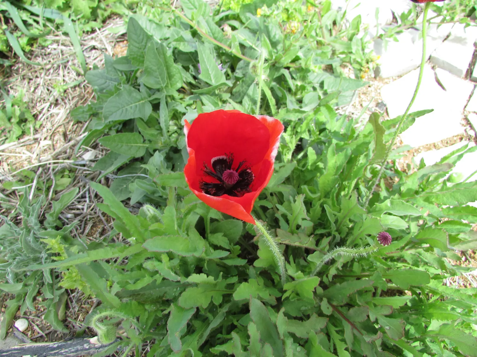 Flanders Poppy (Papaver Rhoeas) — naturalized aesthetic.<br><br>When incorporating the Flanders Poppy into a landscape design