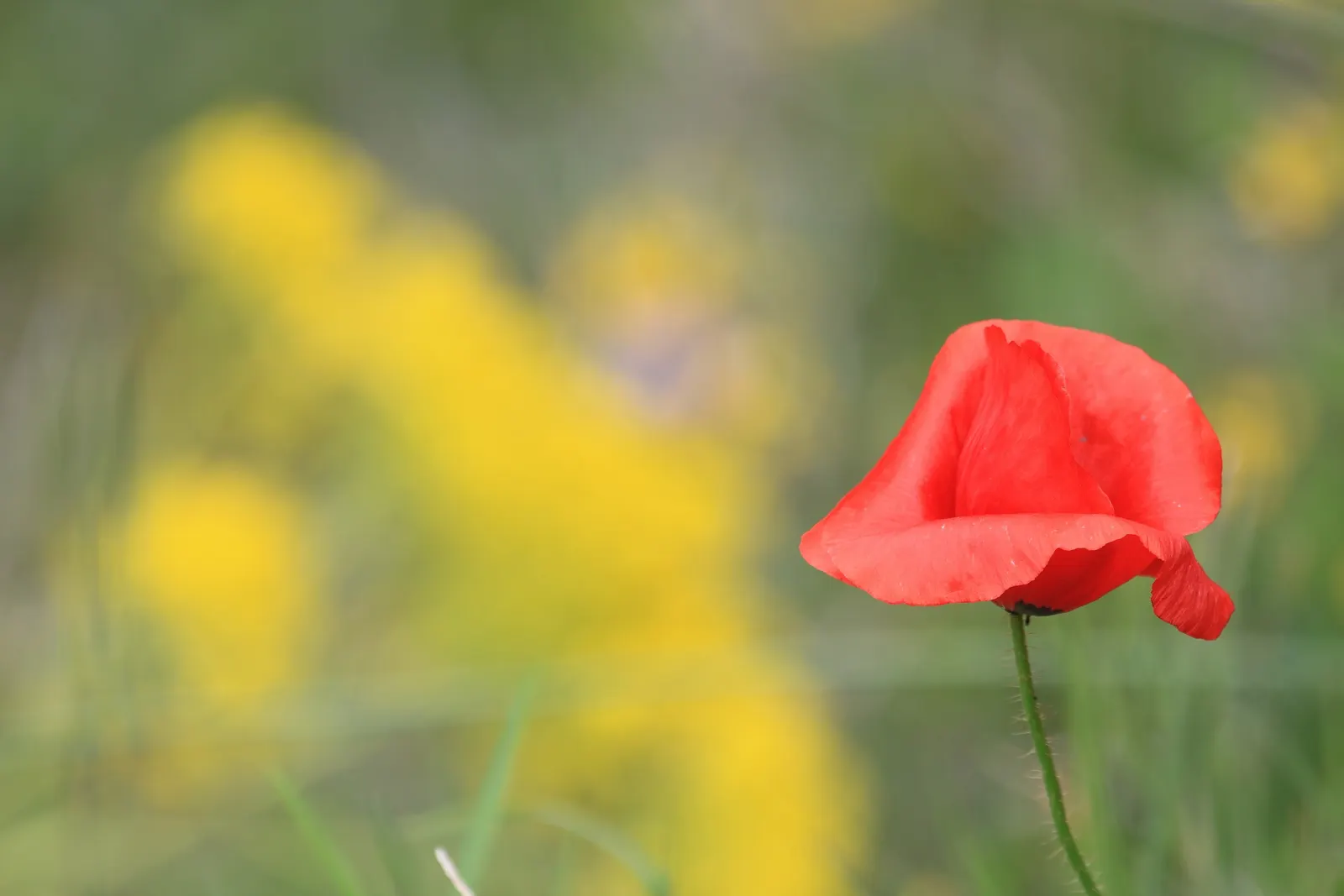 Flanders Poppy (Papaver Rhoeas) — it can easily naturalize in a garden setting