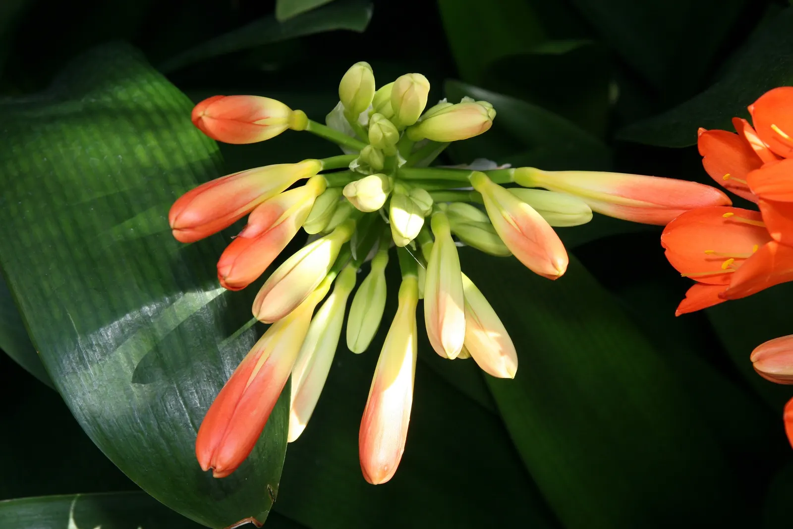 Kaffir Lily (Clivia Miniata) — the Kaffir Lily yields best results when left undisturbed; this evergreen is drought-tolerant once established and, image 81