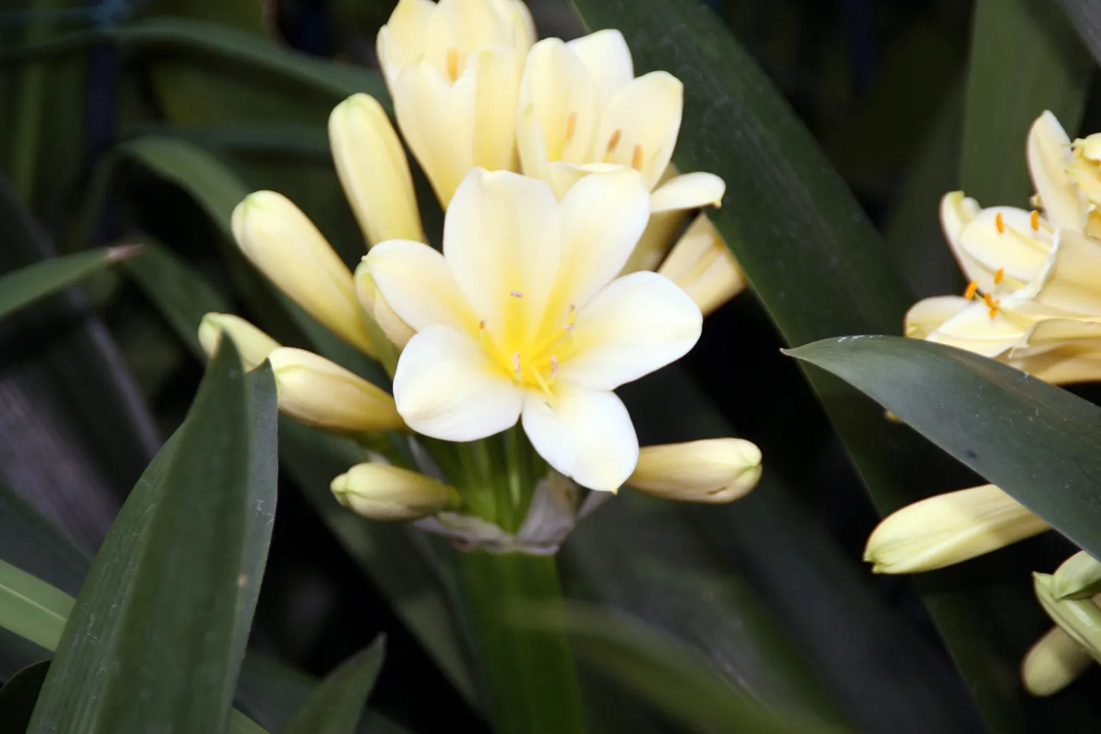 Kaffir Lily (Clivia Miniata) — When incorporating Clivia miniata into your garden design; forming a clump that does not exceed 2 feet in width, image 78