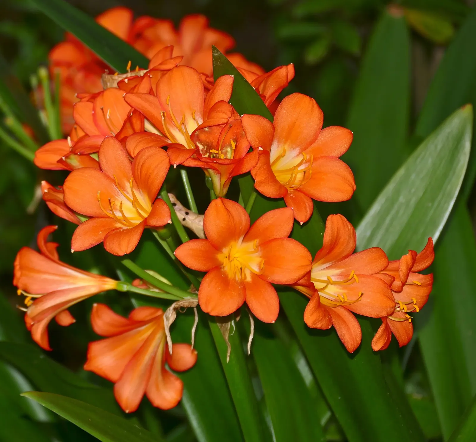 Kaffir Lily (Clivia Miniata) — This evergreen is drought-tolerant once established and prefers well-drained soil; the Kaffir Lily yields best, image 116