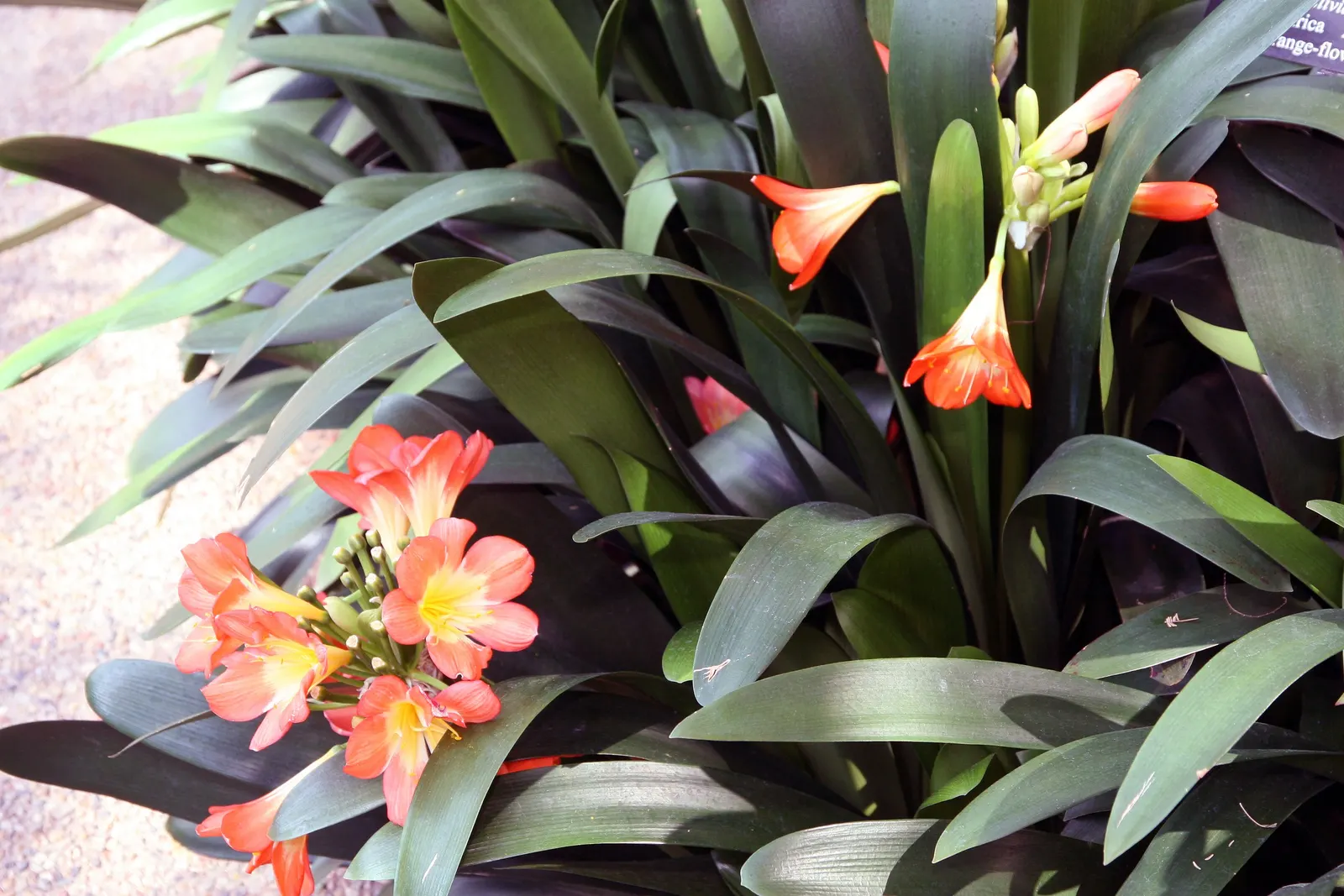 Kaffir Lily (Clivia Miniata) — allowing the plant to endure periods of drought.<br><br>In late winter to early spring; the blooms display a vivid, image 71