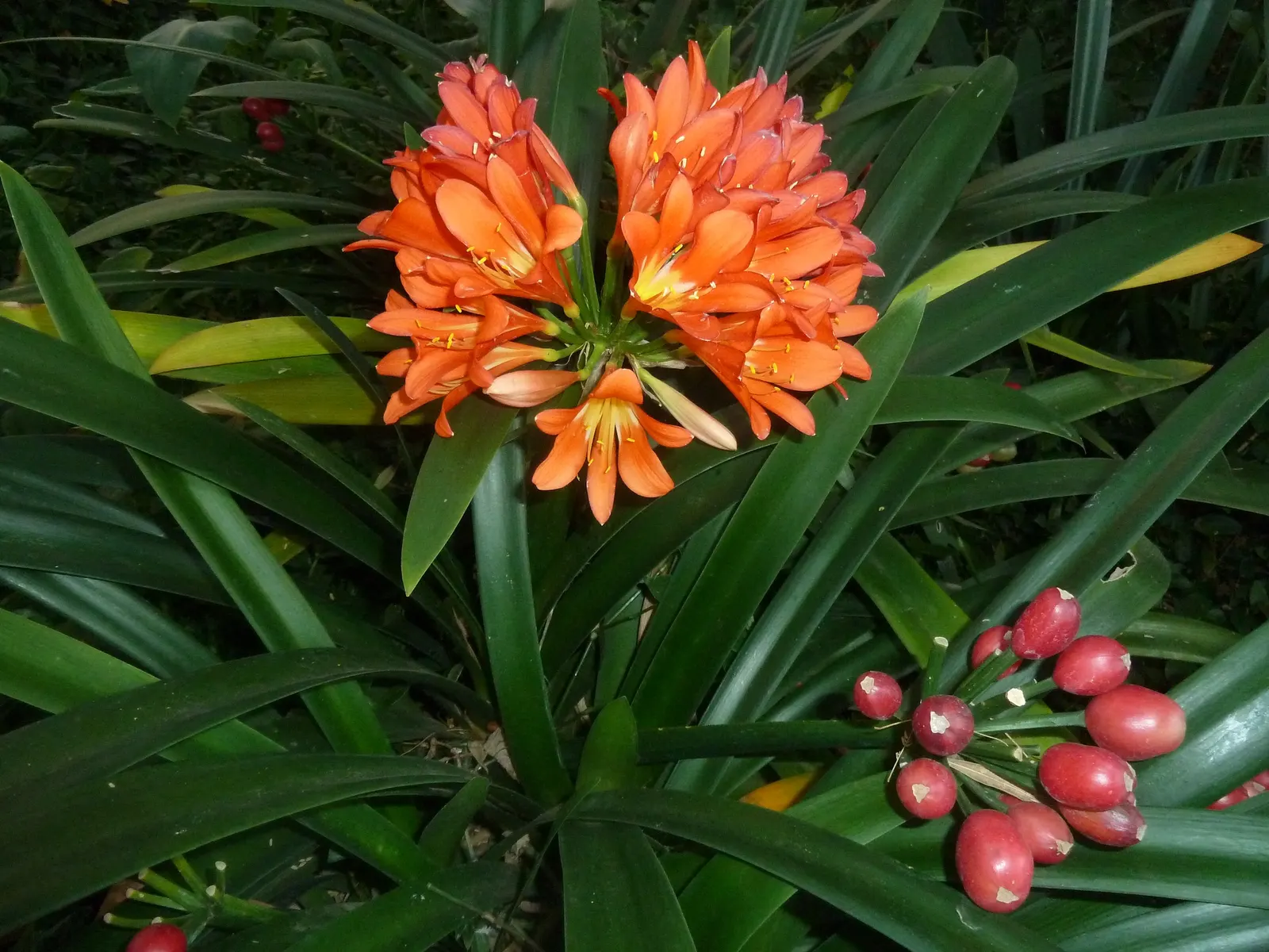 Kaffir Lily (Clivia Miniata) — red berries.<br><br>This plant prefers well-drained soil and requires minimal feeding; this evergreen is drought-tolerant once