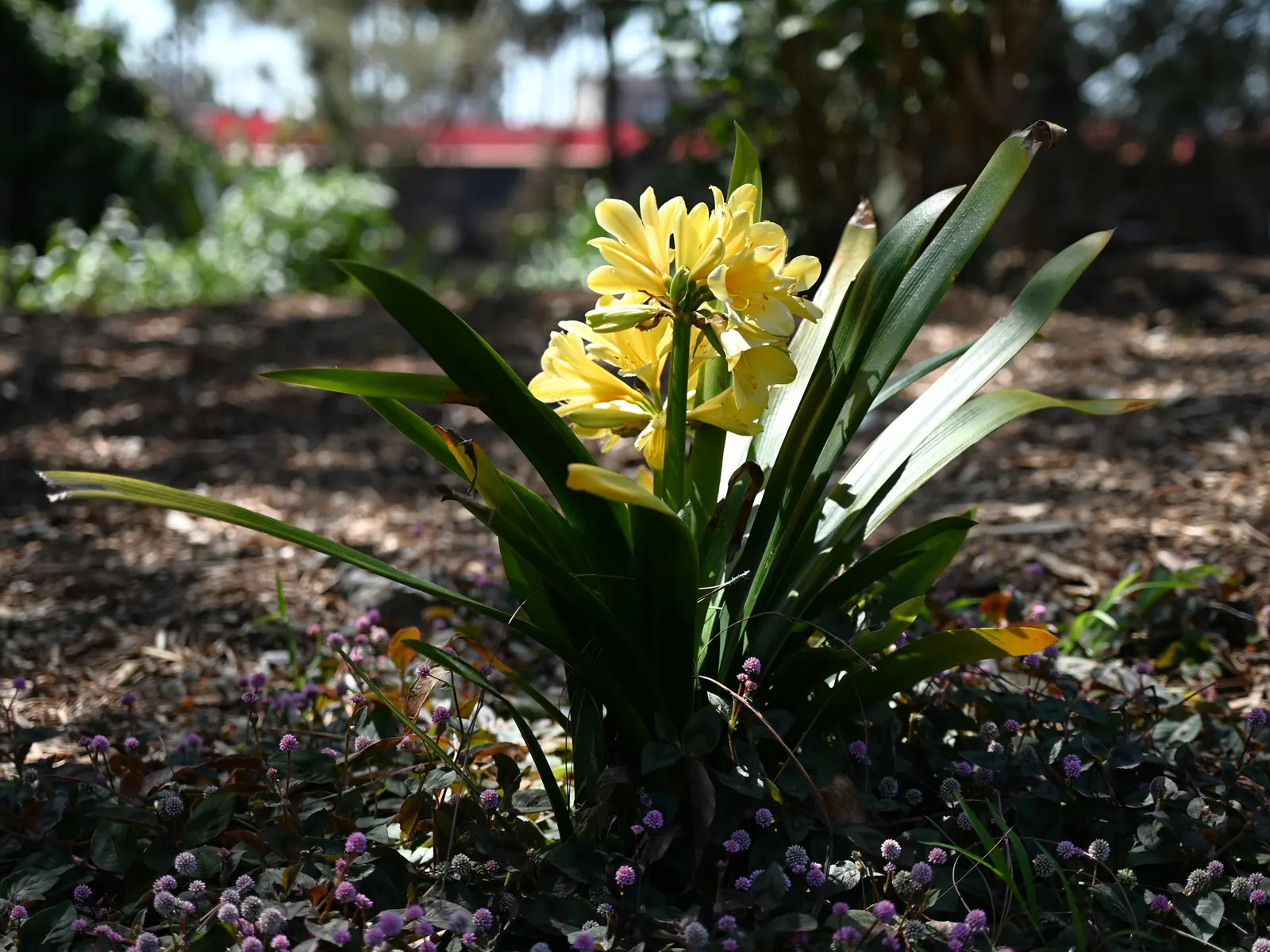 Kaffir Lily (Clivia Miniata) — it can be easily maintained indoors during winter months.<br><br>Perfect for USDA hardiness zones 9 to 11