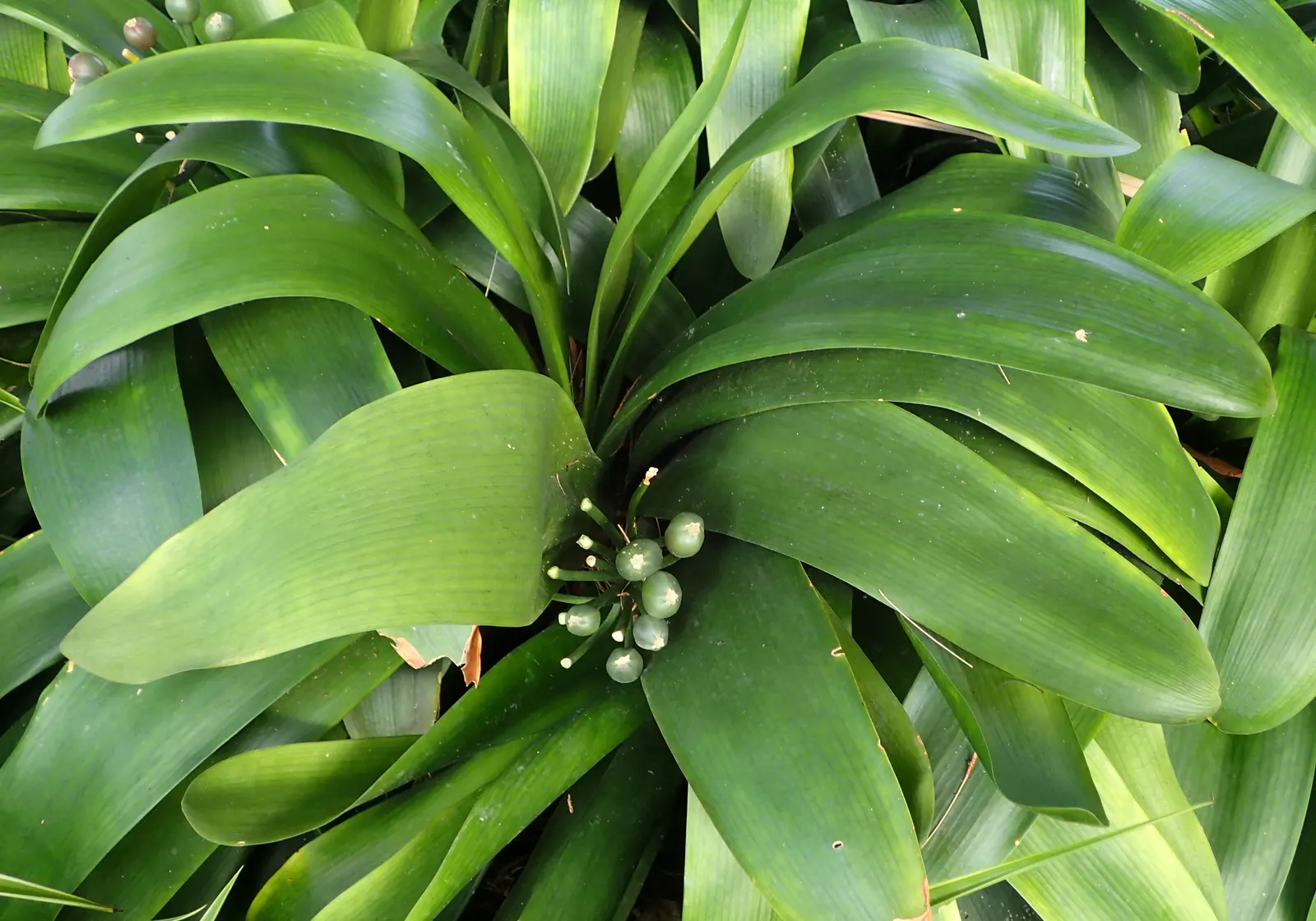 Kaffir Lily (Clivia Miniata) — also celebrated as the Bush Lily or Fire Lily; this evergreen is drought-tolerant once established and prefers, image 121