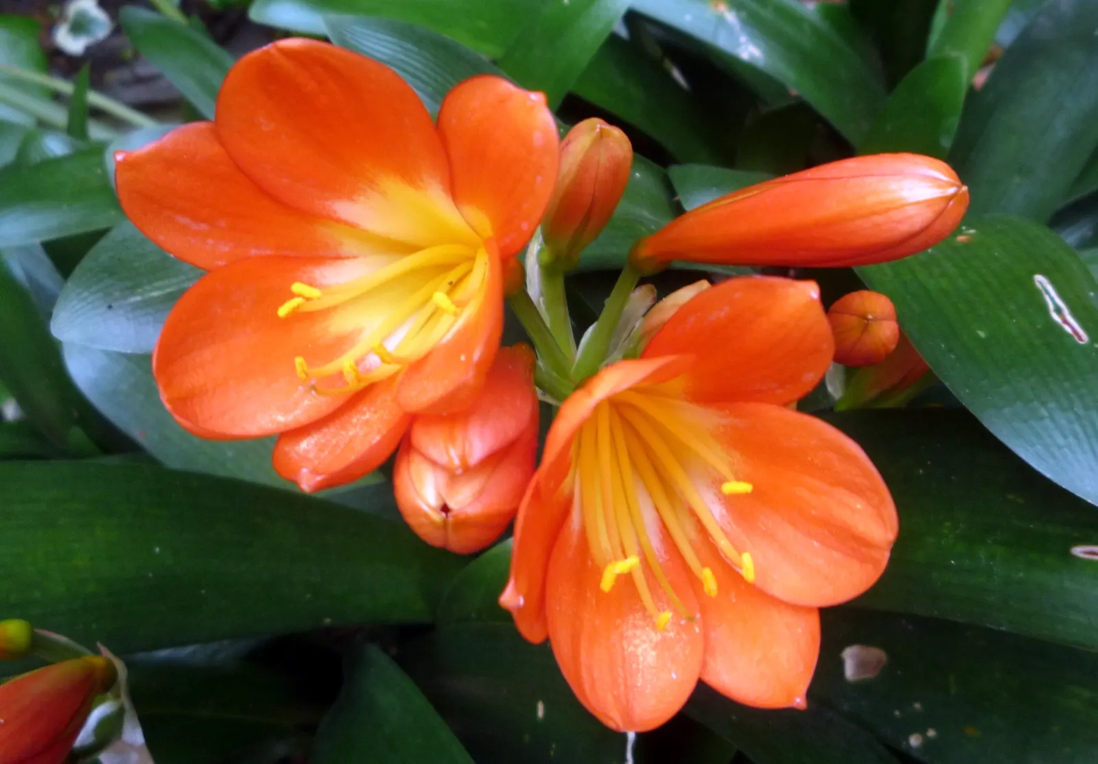 Kaffir Lily (Clivia Miniata) — it enhances landscapes with its low-maintenance; forming a clump that does not exceed 2 feet in width, image 118