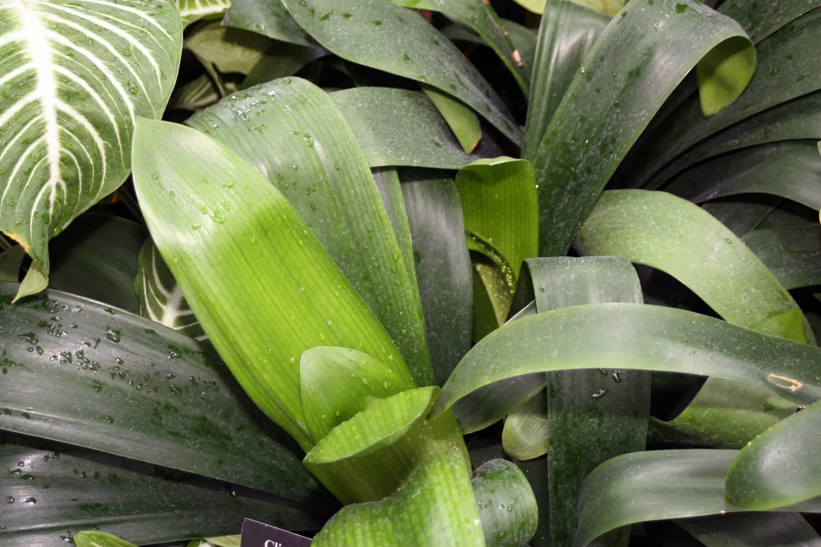 Kaffir Lily (Clivia Miniata) — consider its need for protection from direct sunlight and its frost-sensitive nature; the blooms display a vivid, image 79