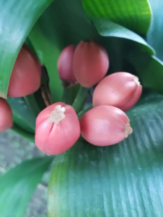 Kaffir Lily (Clivia Miniata) — The Kaffir Lily boasts a robust root system; this evergreen is drought-tolerant once established and prefers well-drained soil