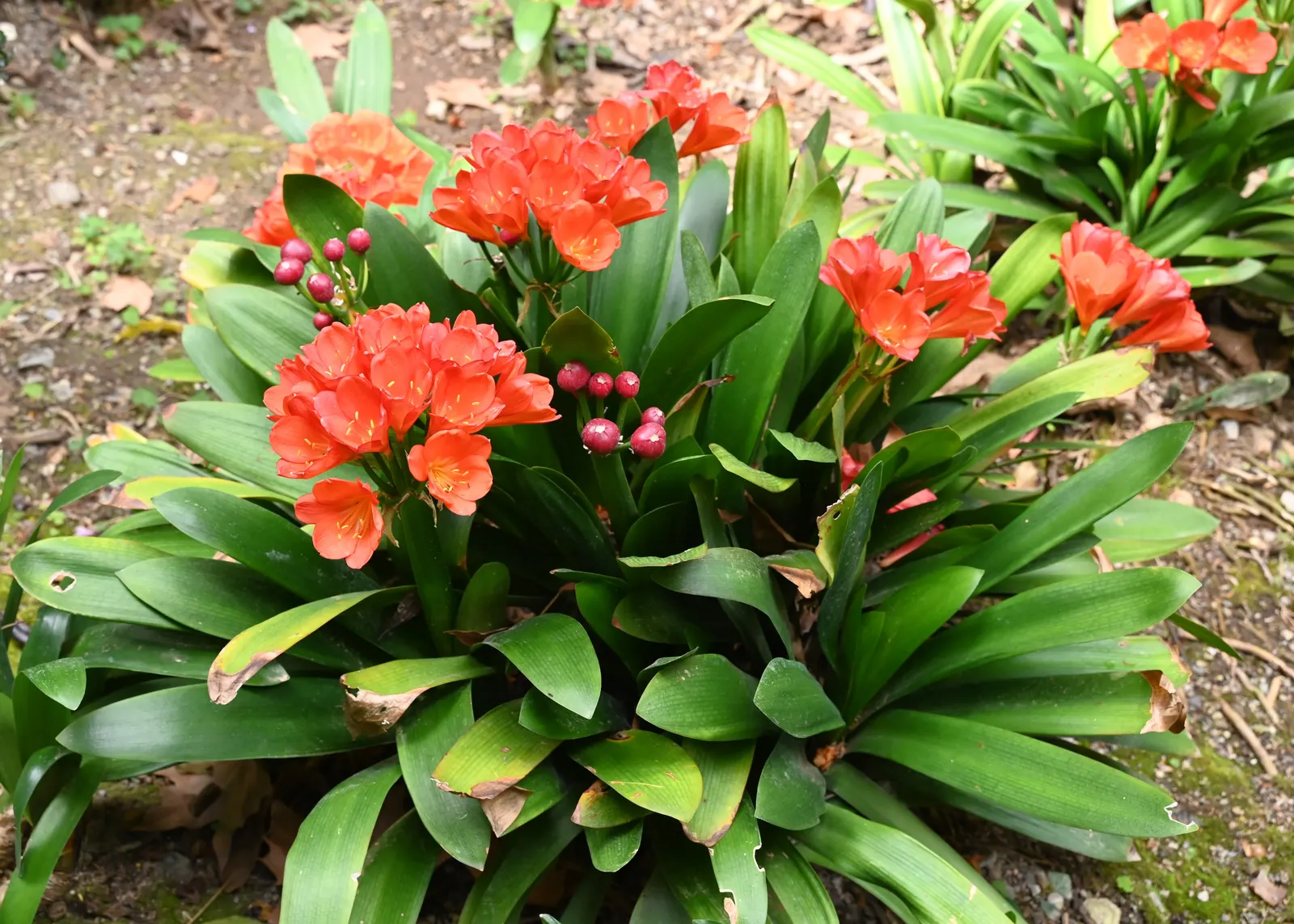 Kaffir Lily (Clivia Miniata) — In late winter to early spring, it boasts vivid orange-red flowers in clusters atop a 1.5-2-foot stalk; the blooms display a