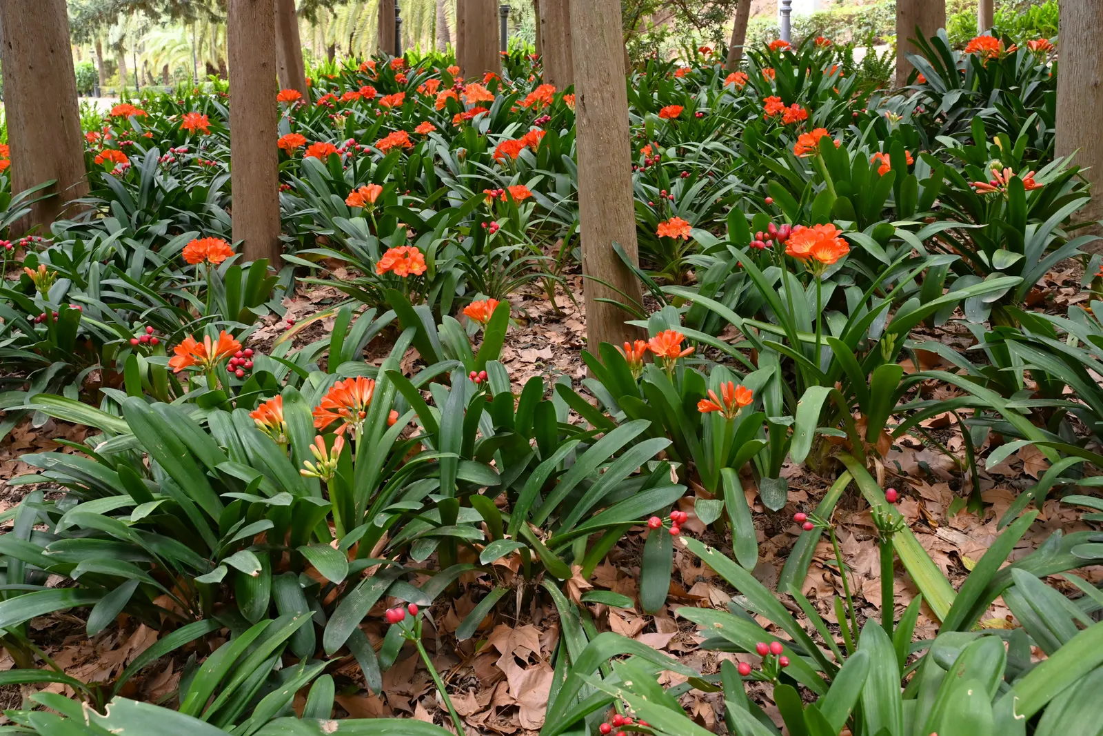 Kaffir Lily (Clivia Miniata) — Its dark green leaves are smooth and arch gracefully, reaching up to 2 inches wide and 18 inches in length; the Kaffir Lily