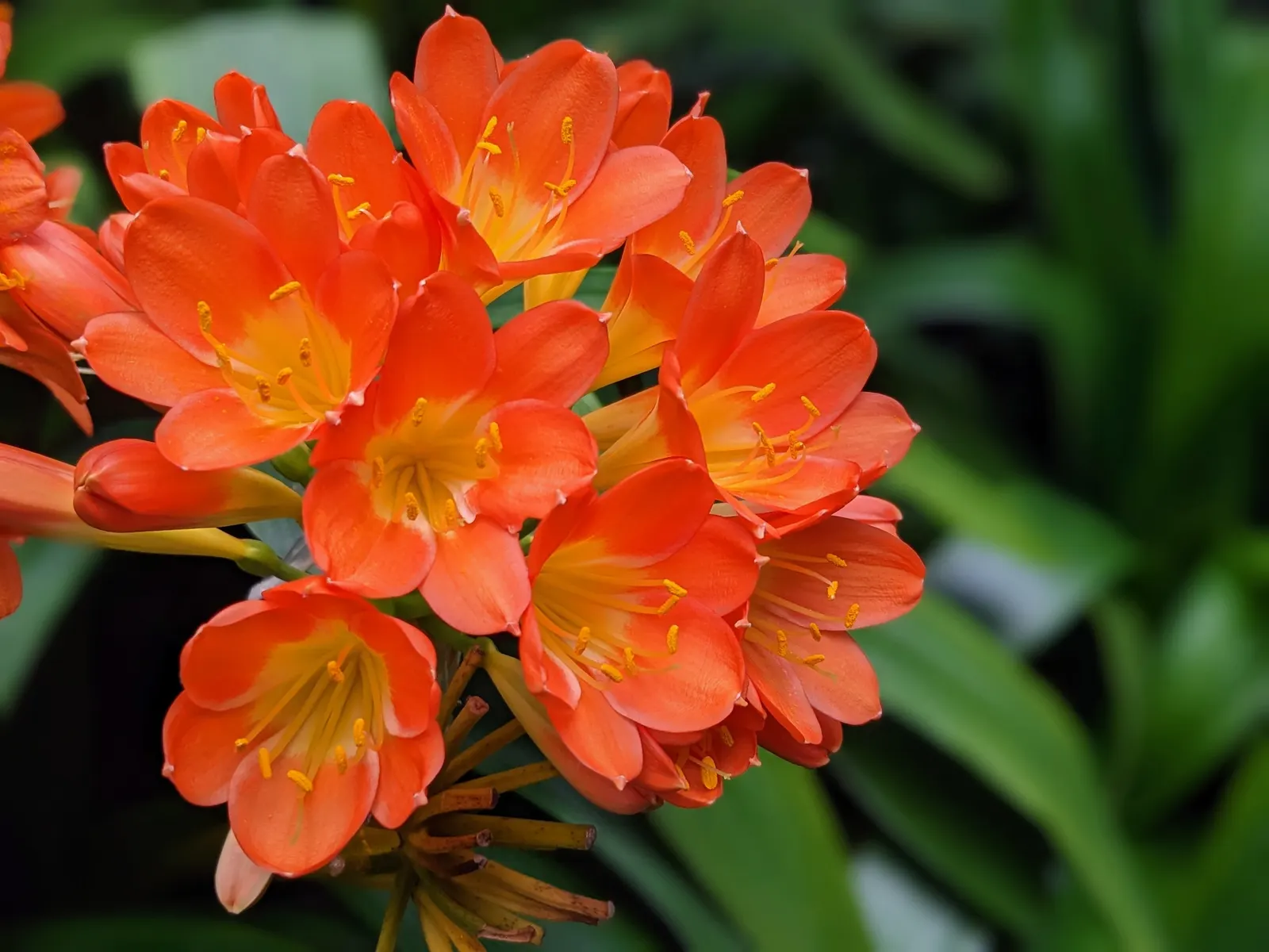 Kaffir Lily (Clivia Miniata) — The blooms display a vivid range of colors from deep orange to red; forming a clump that does not exceed 2 feet in width