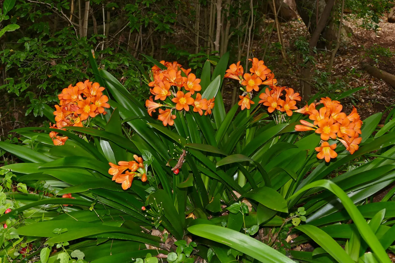 Kaffir Lily (Clivia Miniata) — strap-like green leaves reaching 2-3 feet in length; forming a clump that does not exceed 2 feet in width, image 114
