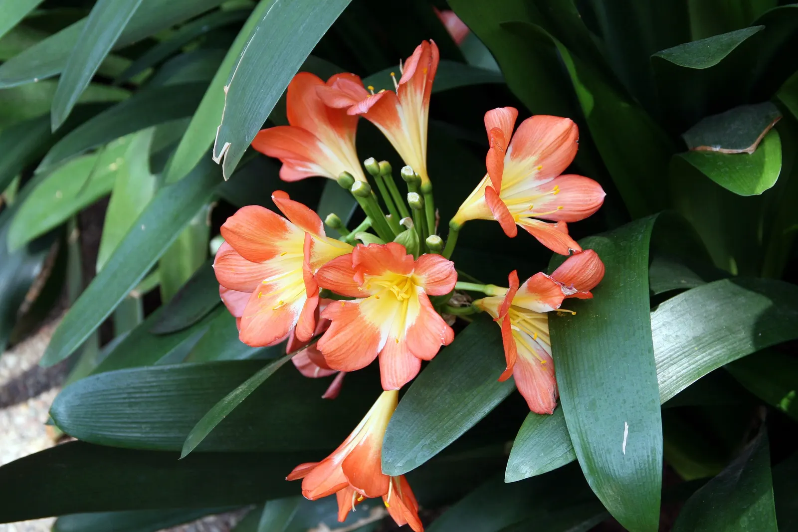 Kaffir Lily (Clivia Miniata) — it may produce attractive; the Kaffir Lily yields best results when left undisturbed, image 76