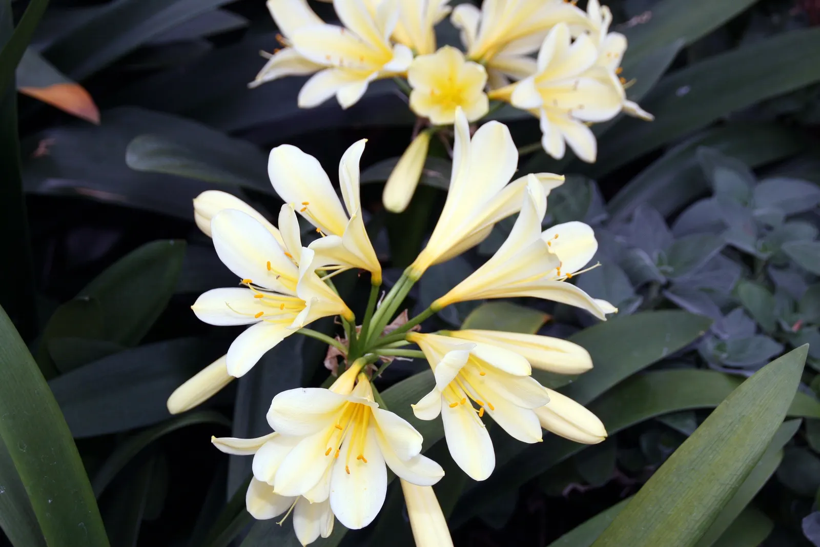 Kaffir Lily (Clivia Miniata) — with some varieties offering yellow or cream flowers; the blooms display a vivid range of colors from deep orange to, image 75
