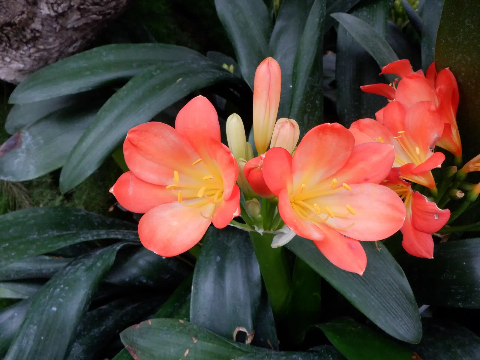 Kaffir Lily (Clivia Miniata) — orange flowers in the garden
