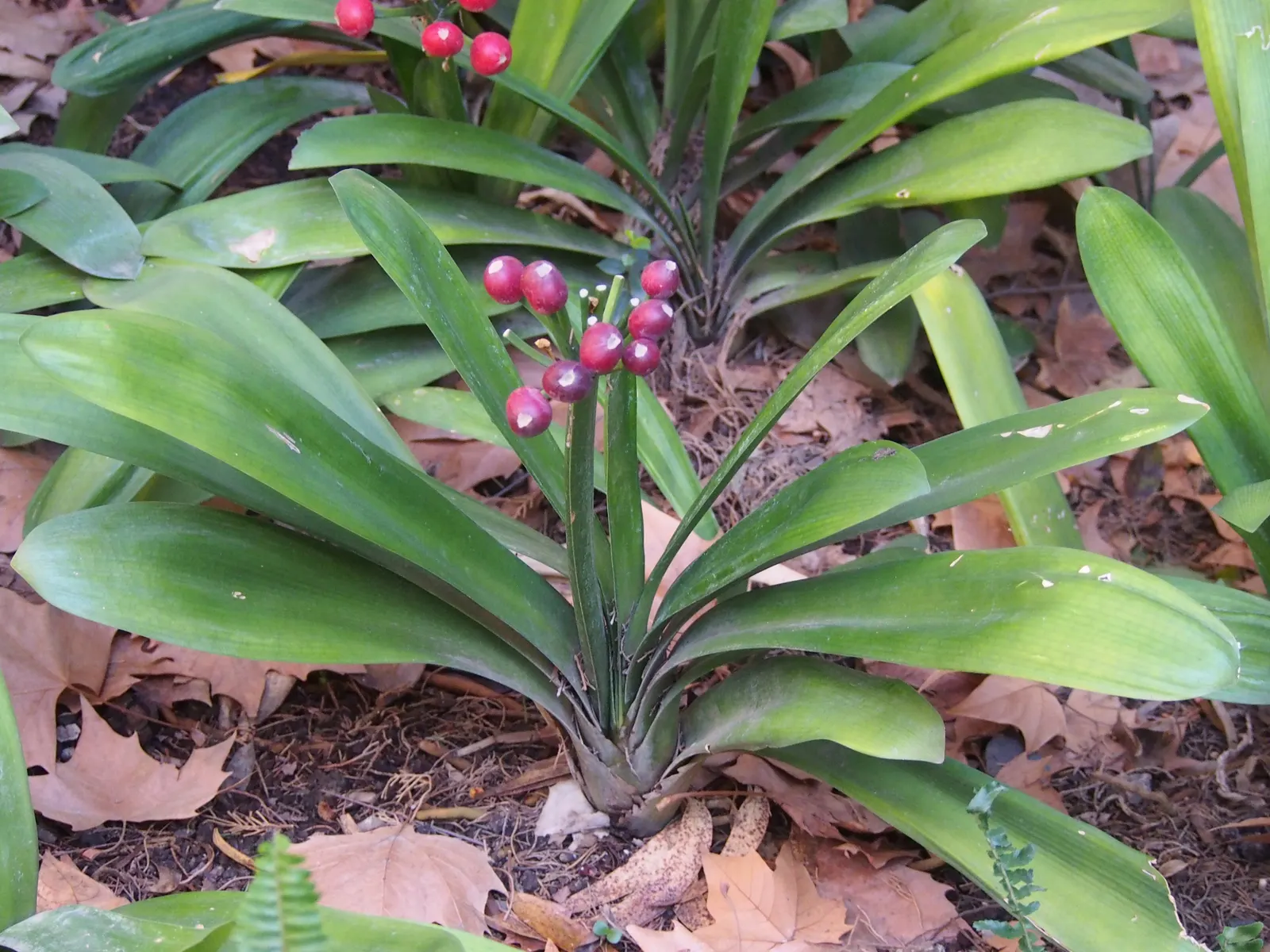 Kaffir Lily (Clivia Miniata) — This evergreen is drought-tolerant once established and prefers well-drained soil; the Kaffir Lily yields best results when left