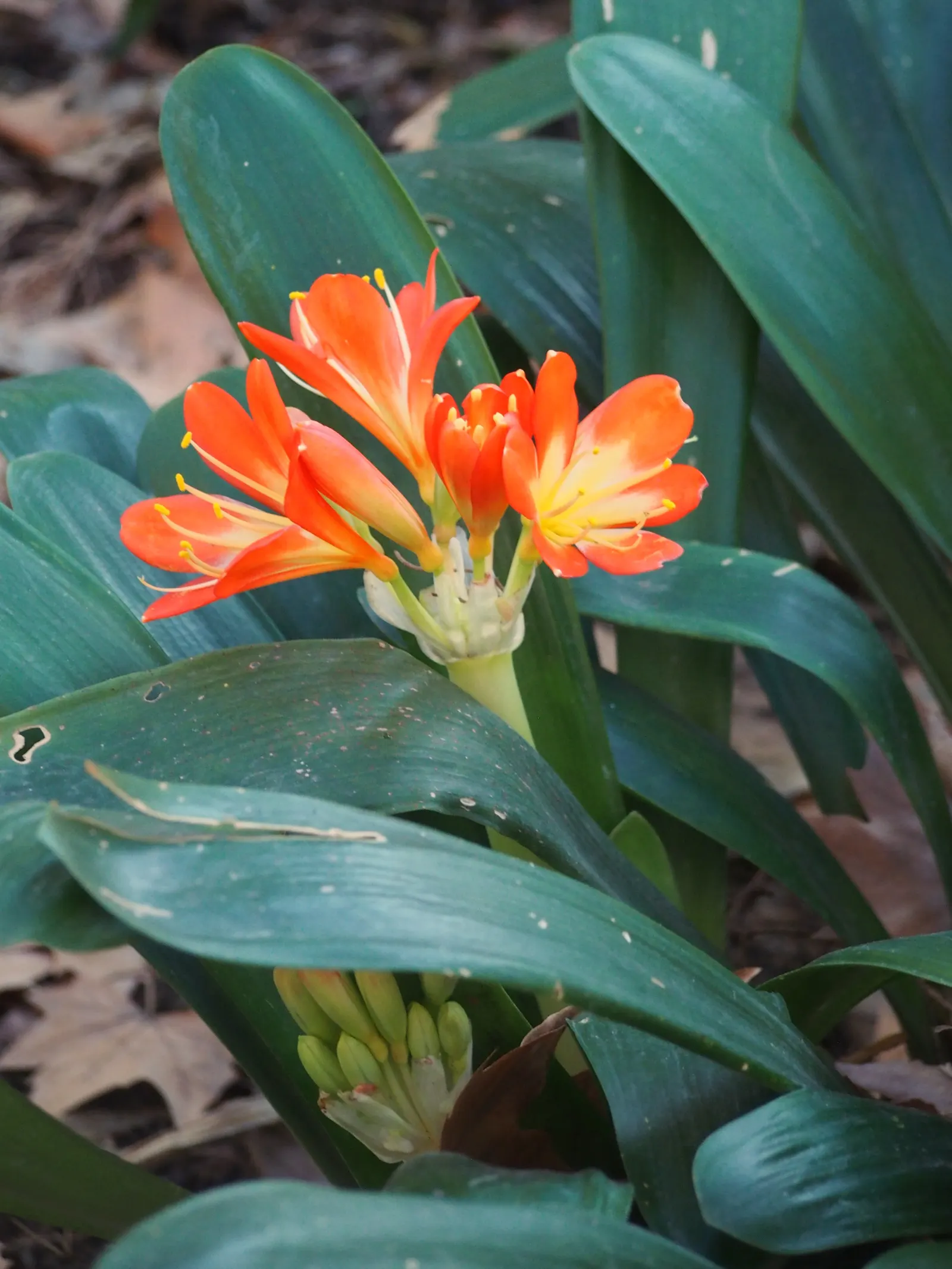 Kaffir Lily (Clivia Miniata) — it enhances landscapes with its low-maintenance; forming a clump that does not exceed 2 feet in width