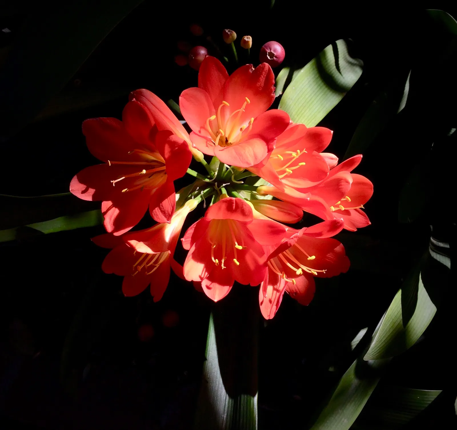 Kaffir Lily (Clivia Miniata) — the Kaffir Lily yields best results when left undisturbed