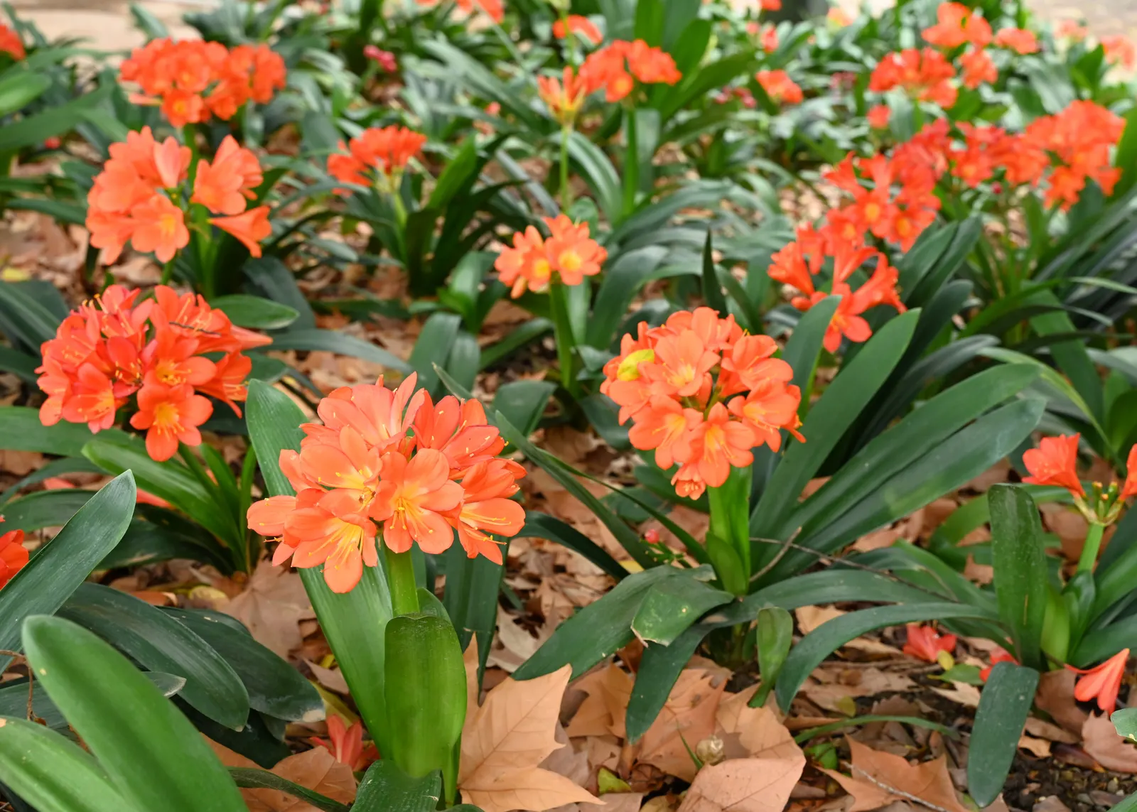 Kaffir Lily (Clivia Miniata) — strap-like green leaves reaching 2-3 feet in length; forming a clump that does not exceed 2 feet in width
