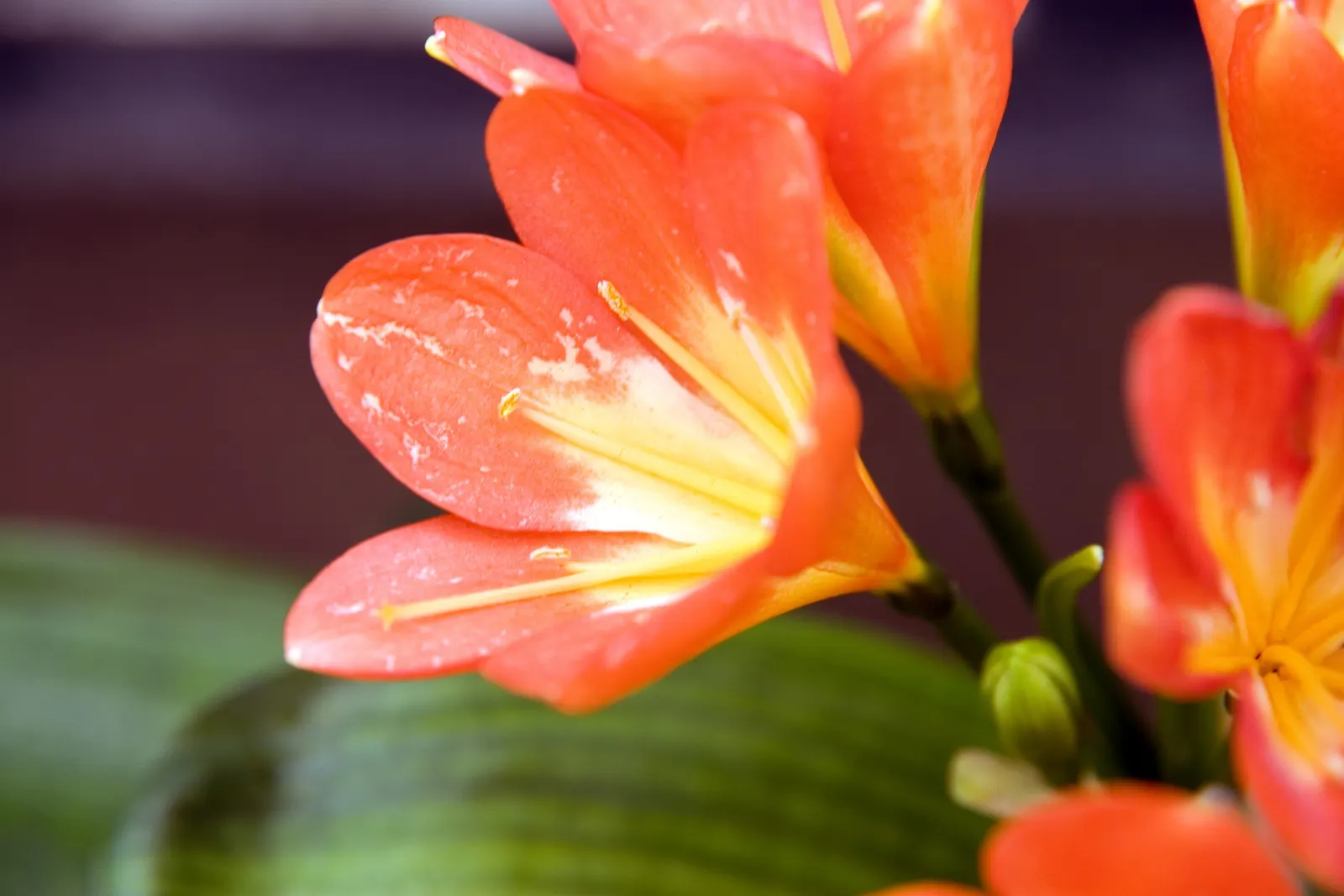 Kaffir Lily (Clivia Miniata) — red berries.<br><br>This plant prefers well-drained soil and requires minimal feeding; this evergreen is, image 77