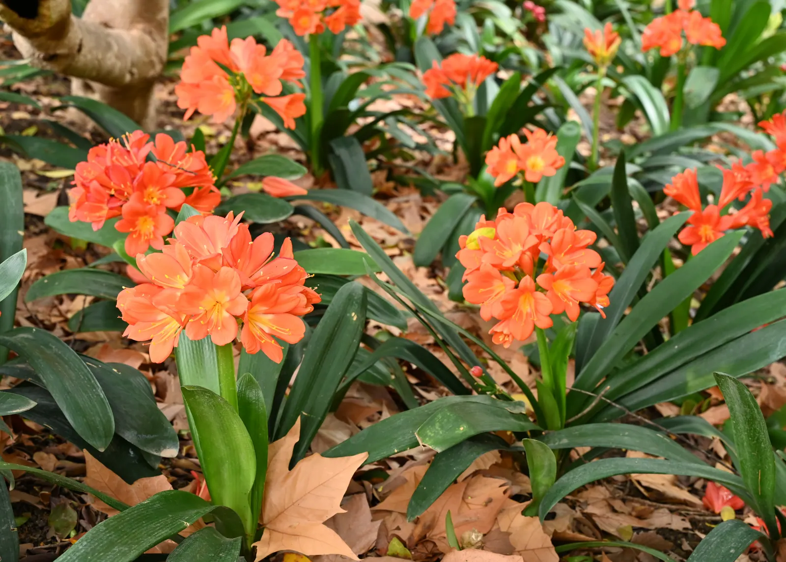 Kaffir Lily (Clivia Miniata) — consider its need for protection from direct sunlight and its frost-sensitive nature; the blooms display a vivid range of colors