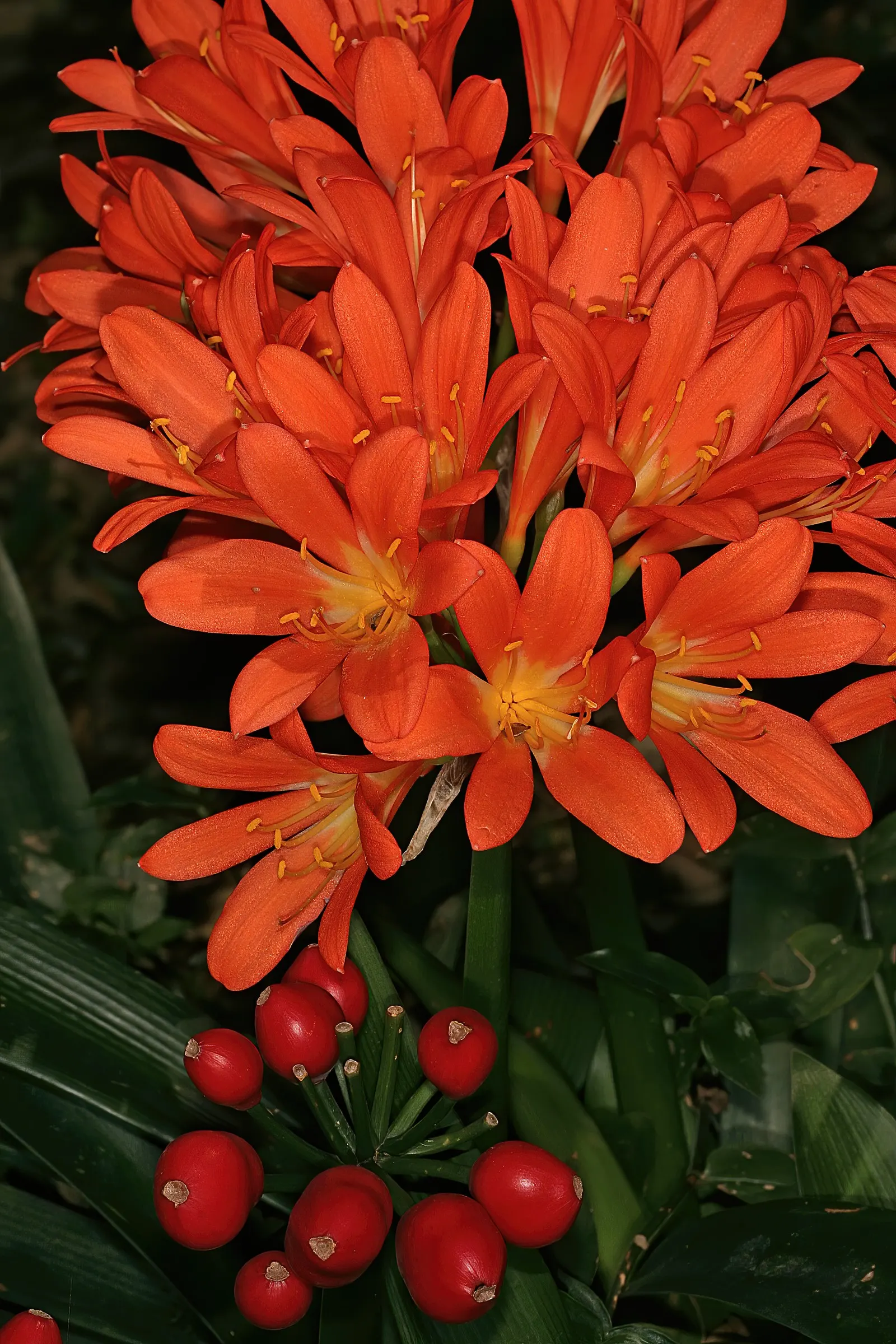 Kaffir Lily (Clivia Miniata) — shade-loving perennial appreciated for its vibrant blooms and lush; forming a clump that does not exceed 2 feet in, image 122