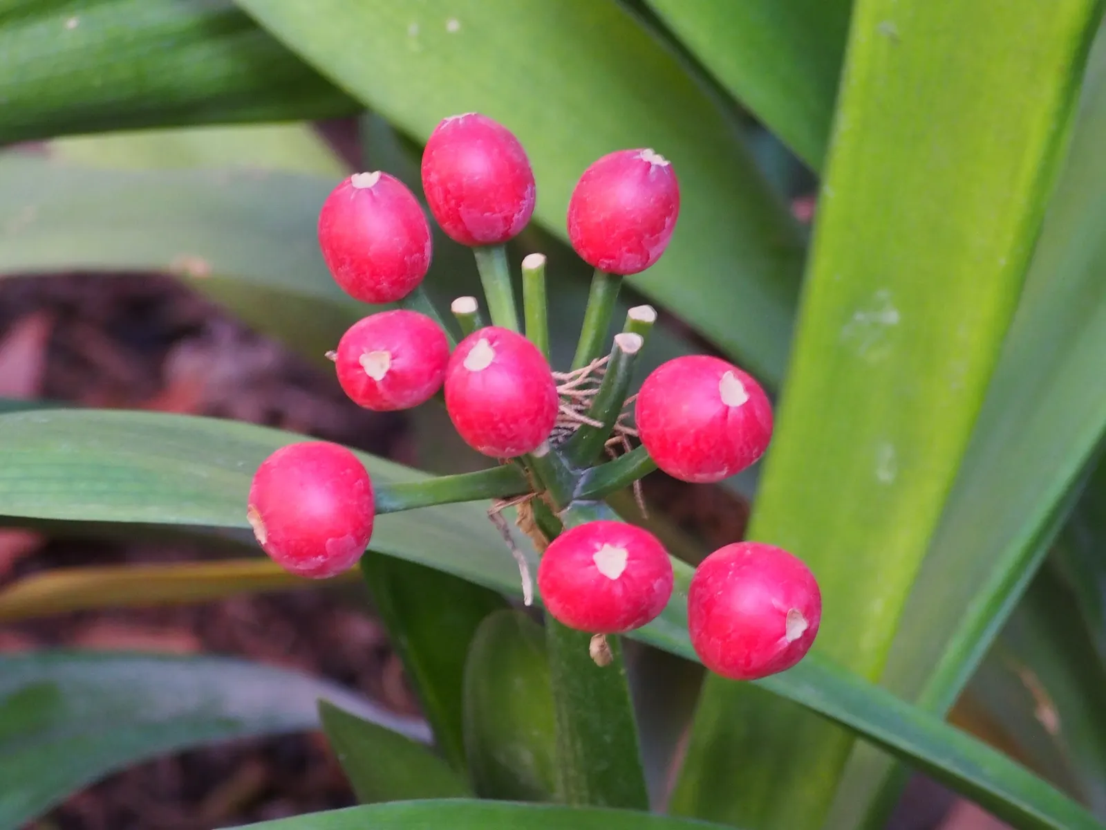 Kaffir Lily (Clivia Miniata) — fleshy roots that store water; forming a clump that does not exceed 2 feet in width
