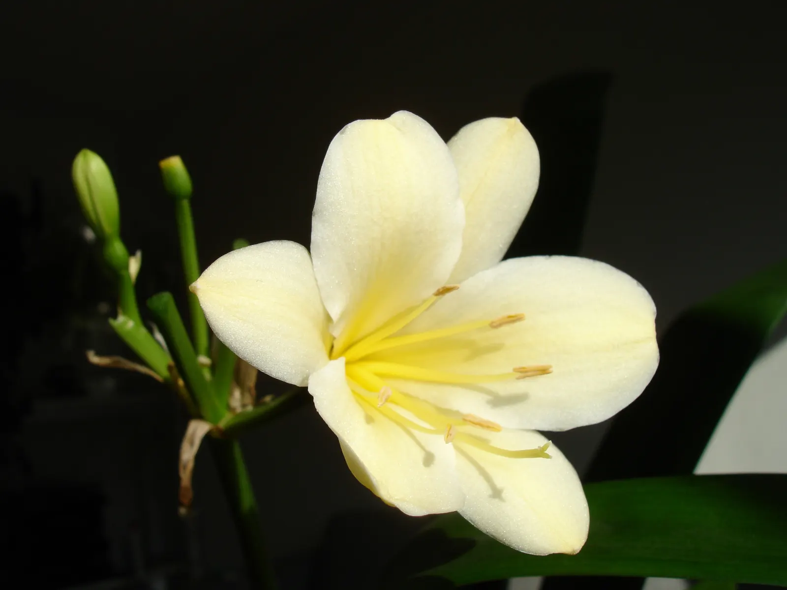 Kaffir Lily (Clivia Miniata) — shade-loving perennial appreciated for its vibrant blooms and lush; forming a clump that does not exceed 2 feet in width