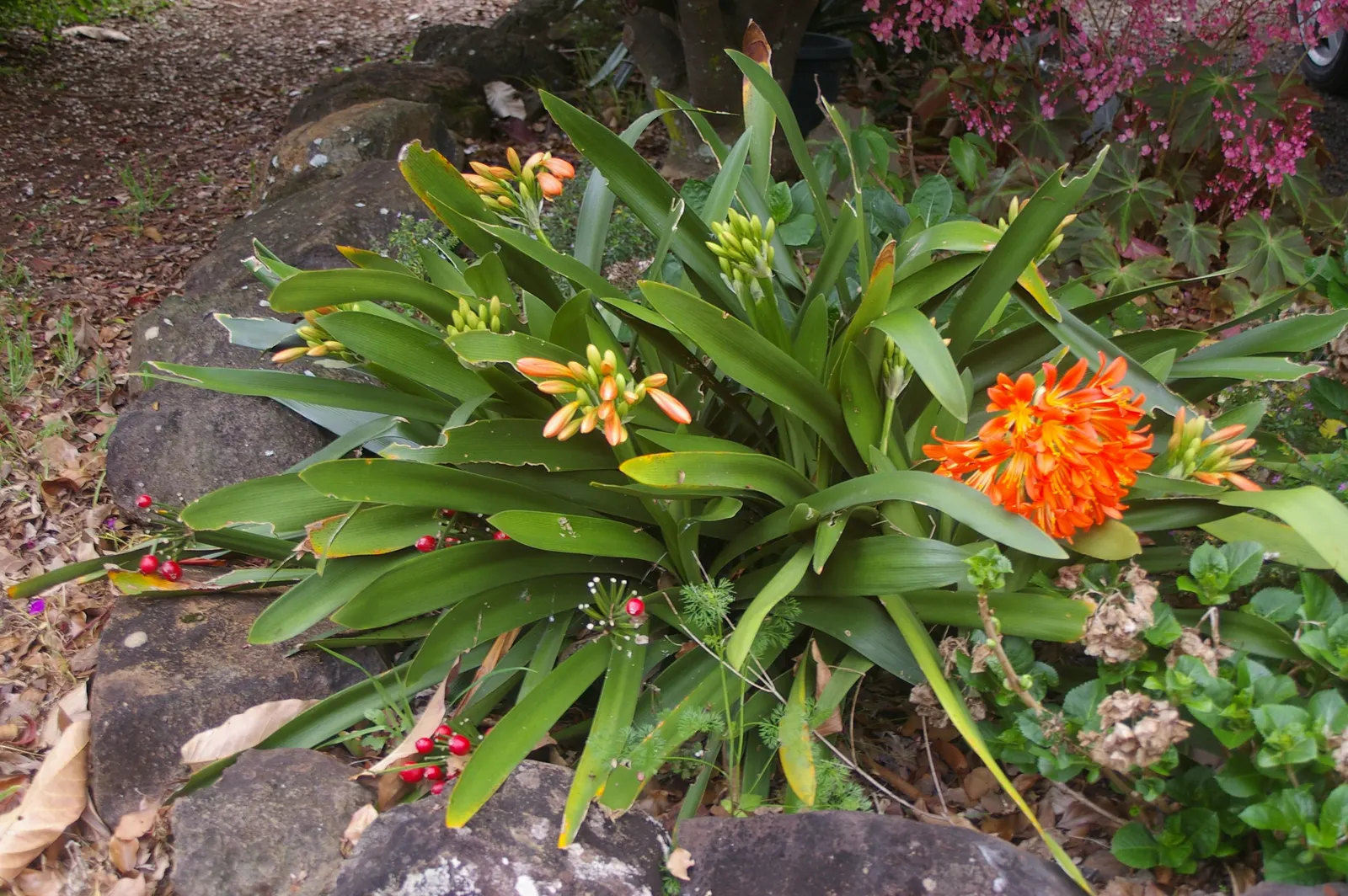 Kaffir Lily (Clivia Miniata) — also celebrated as the Bush Lily or Fire Lily; this evergreen is drought-tolerant once established and prefers well-drained soil