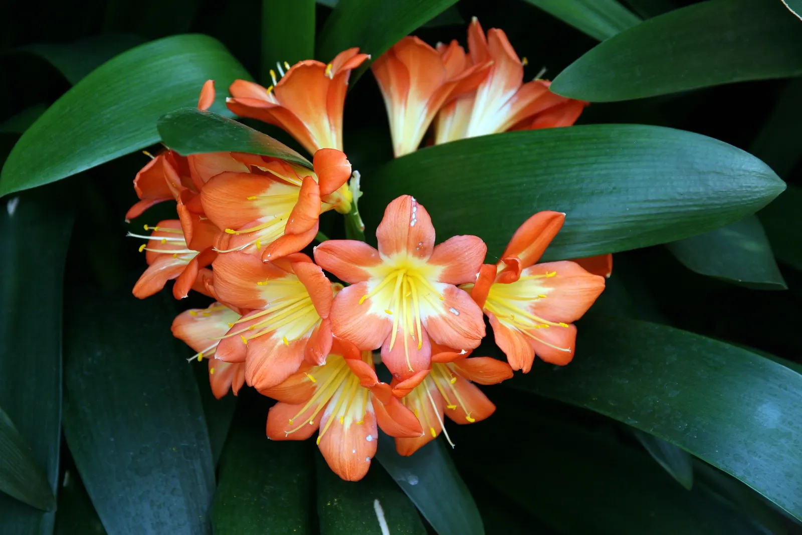Kaffir Lily (Clivia Miniata) — it can be easily maintained indoors during winter months.<br><br>Perfect for USDA hardiness zones 9 to 11; the Kaffir Lily