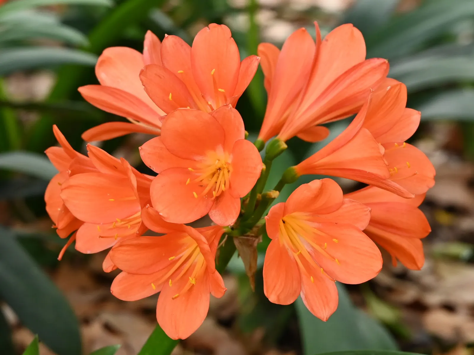 Kaffir Lily (Clivia Miniata) — The Kaffir Lily (Clivia miniata); the Kaffir Lily yields best results when left undisturbed