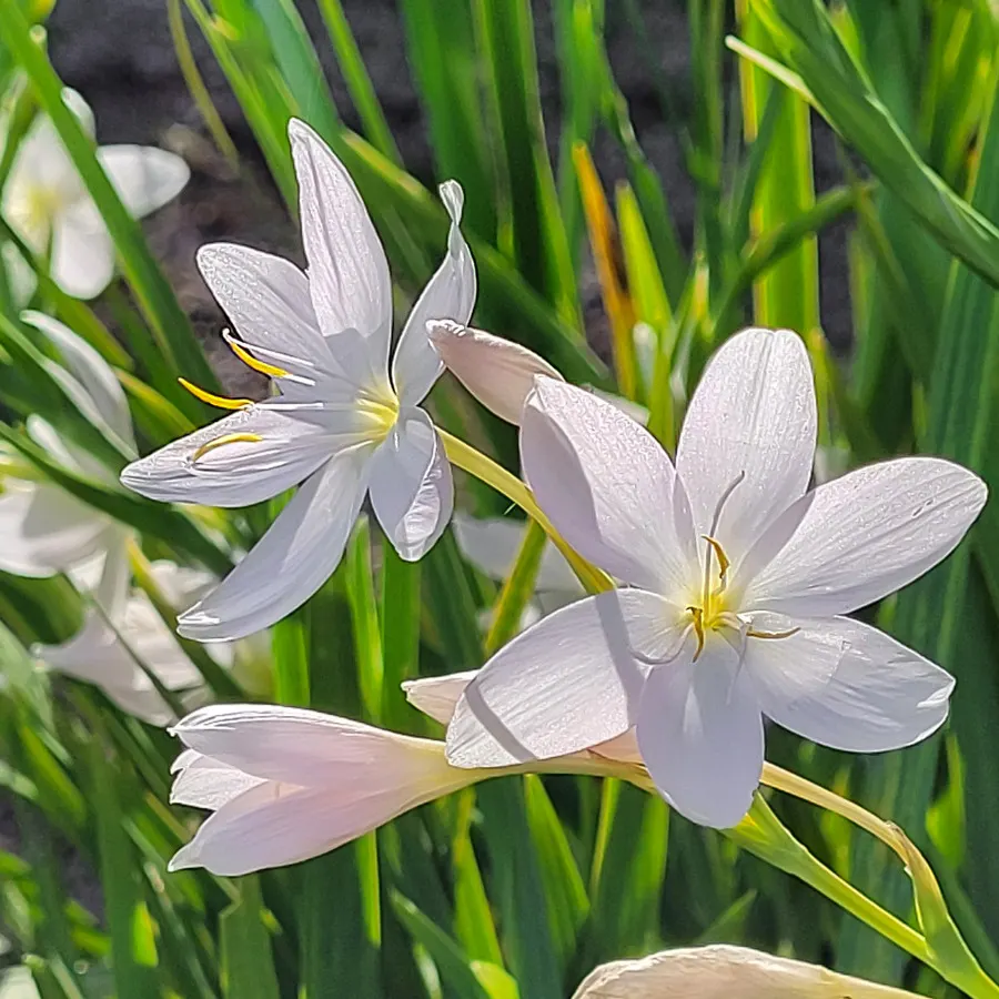 Kaffir Lily (Clivia Miniata) — When incorporating Clivia miniata into your garden design