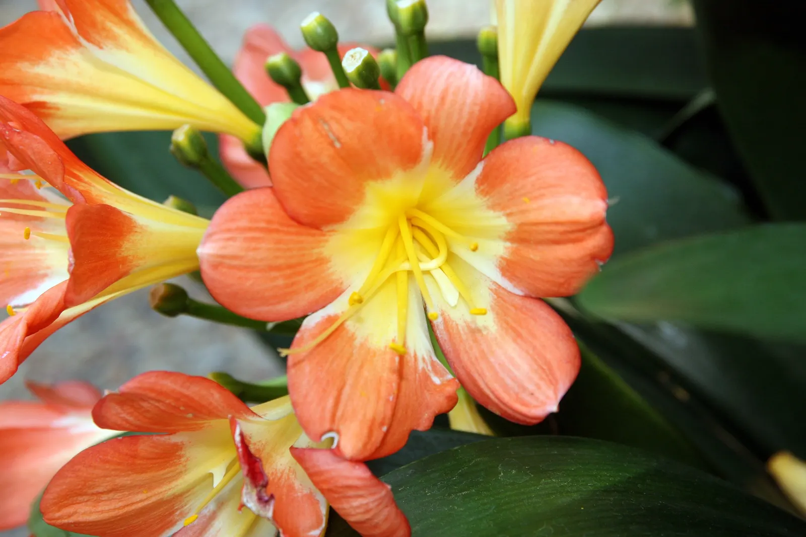 Kaffir Lily (Clivia Miniata) — orange flowers in the garden; forming a clump that does not exceed 2 feet in width