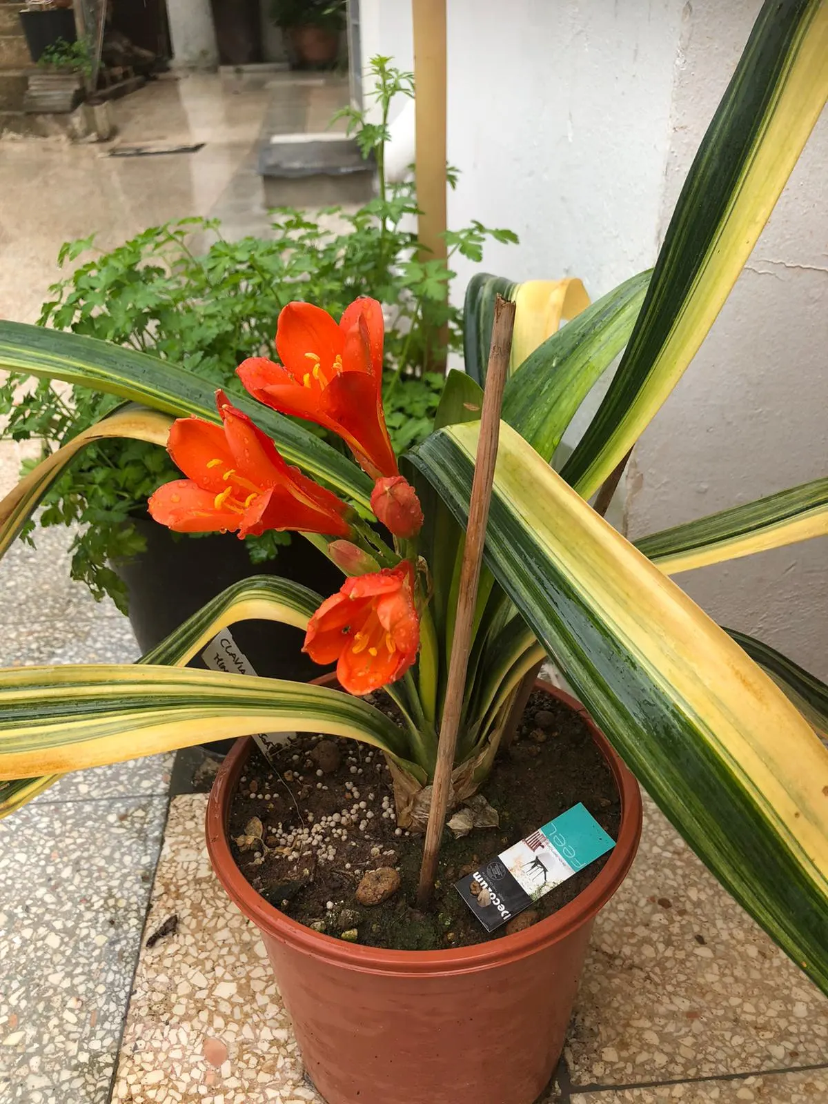 Kaffir Lily (Clivia Miniata) — consider its need for protection from direct sunlight and its frost-sensitive nature