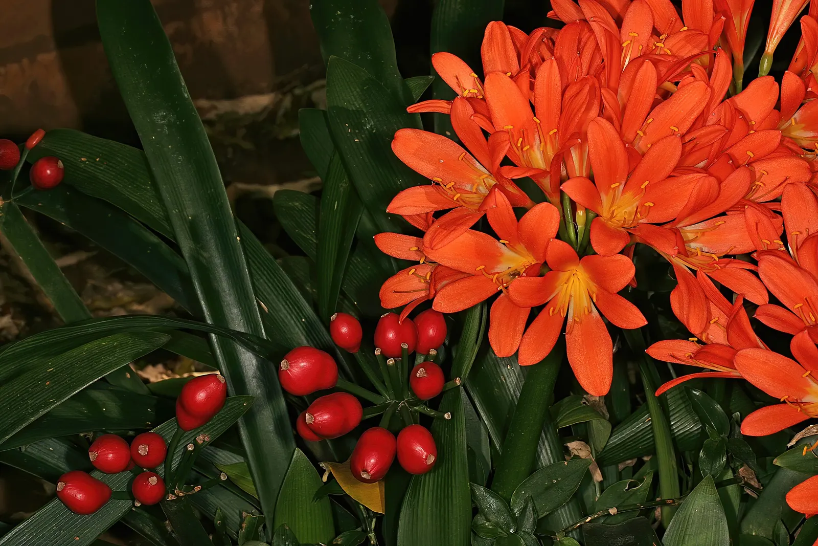 Kaffir Lily (Clivia Miniata) — The Kaffir Lily (Clivia miniata); the Kaffir Lily yields best results when left undisturbed, image 120