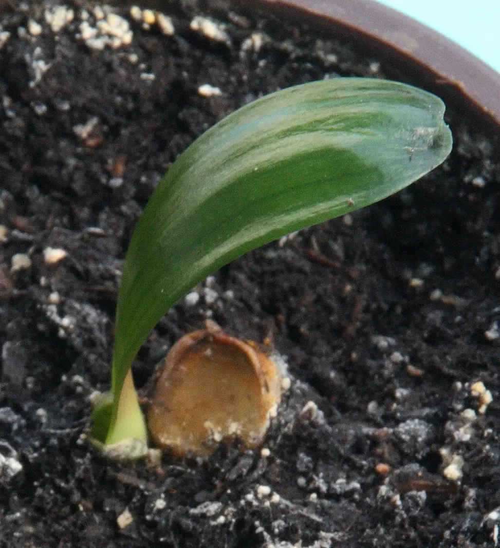Kaffir Lily (Clivia Miniata) — shrub for half or shade