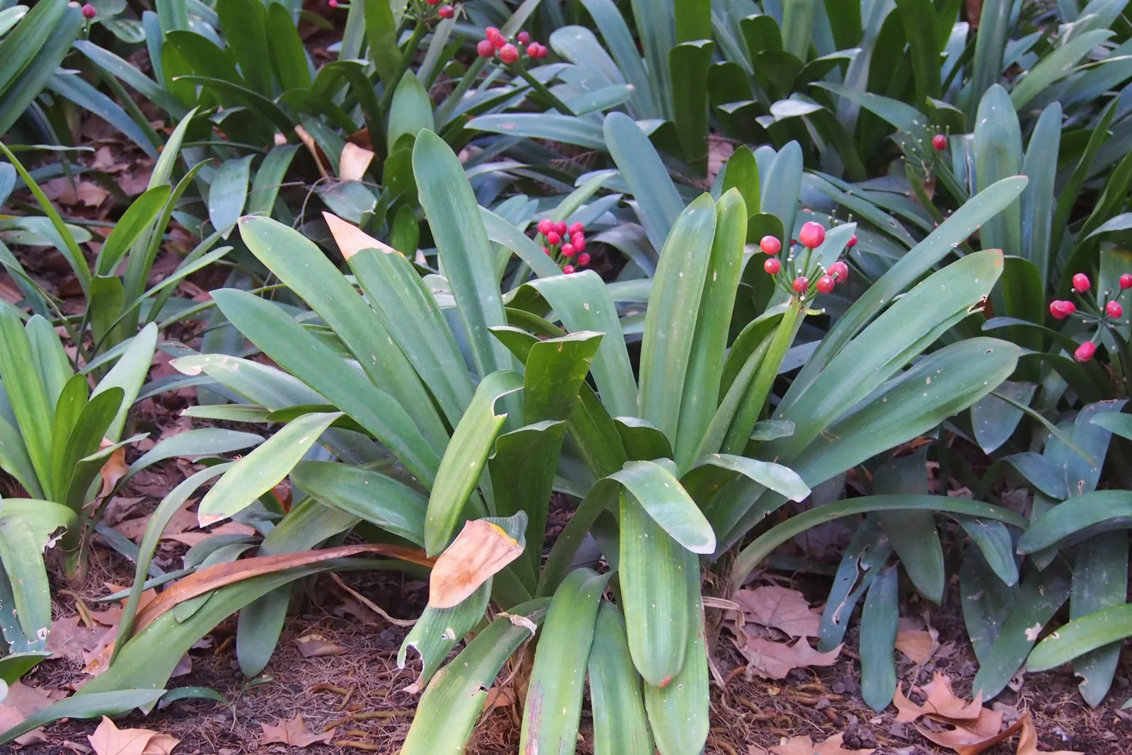 Kaffir Lily (Clivia Miniata) — the Kaffir Lily produces stems topped with clusters of up to 20 trumpet-shaped flowers; the Kaffir Lily yields best results when