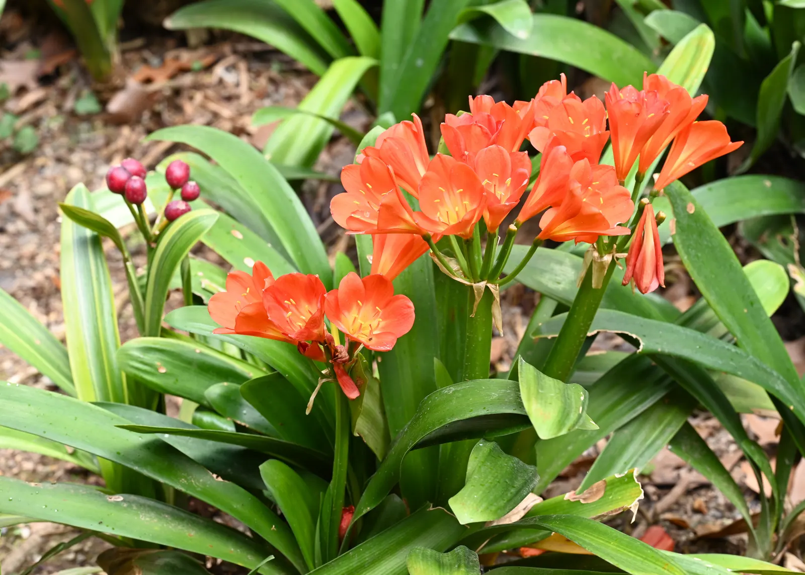 Kaffir Lily (Clivia Miniata) — shrub with orange blooms