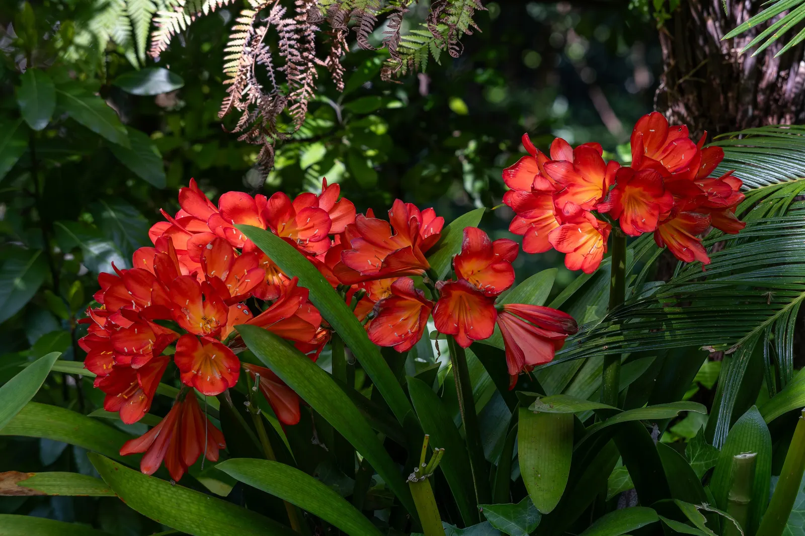 Kaffir Lily (Clivia Miniata) — shrub with orange blooms; the blooms display a vivid range of colors from deep orange to red, image 111
