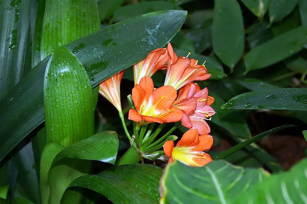 Kaffir Lily (Clivia Miniata) — shrub with orange blooms; the blooms display a vivid range of colors from deep orange to red