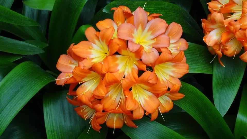 Kaffir Lily (Clivia Miniata) — it may produce attractive; the Kaffir Lily yields best results when left undisturbed