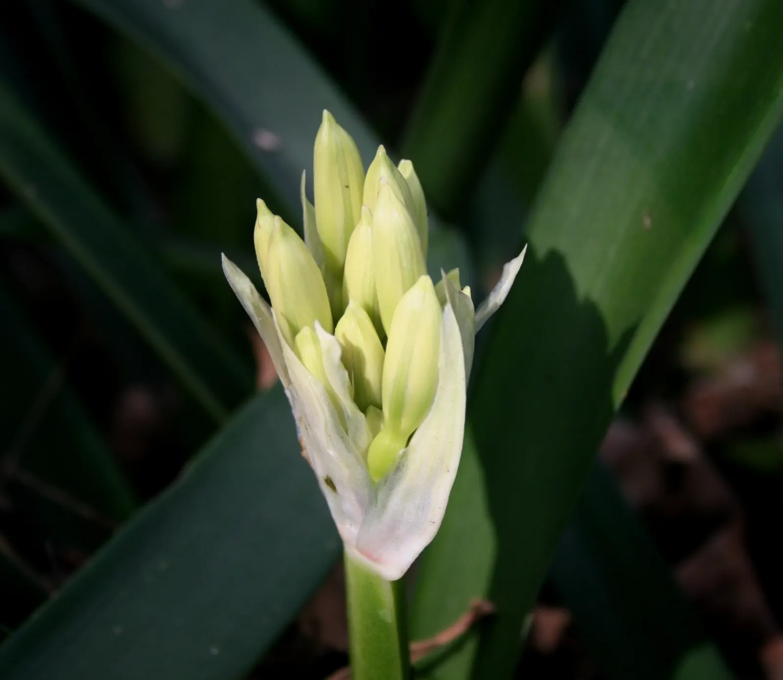 Kaffir Lily (Clivia Miniata) — Ideal for understory planting; this evergreen is drought-tolerant once established and prefers well-drained soil, image 117