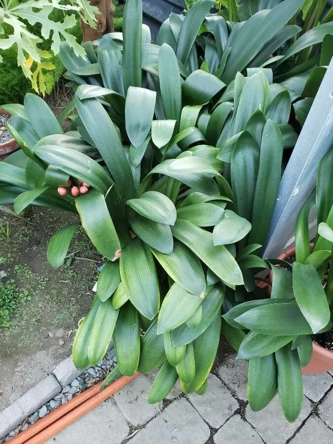 Kaffir Lily (Clivia Miniata) — allowing the plant to endure periods of drought.<br><br>In late winter to early spring; the blooms display a vivid range of