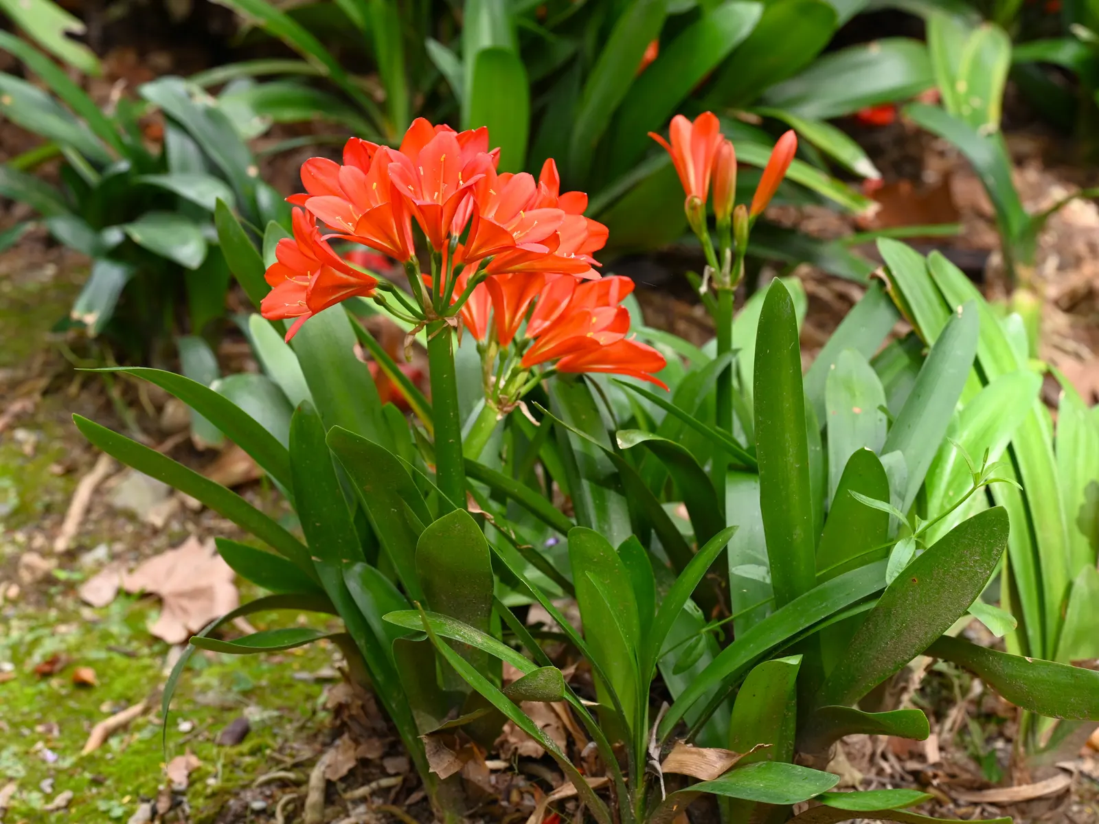 Kaffir Lily (Clivia Miniata) — Ideal for understory planting; this evergreen is drought-tolerant once established and prefers well-drained soil