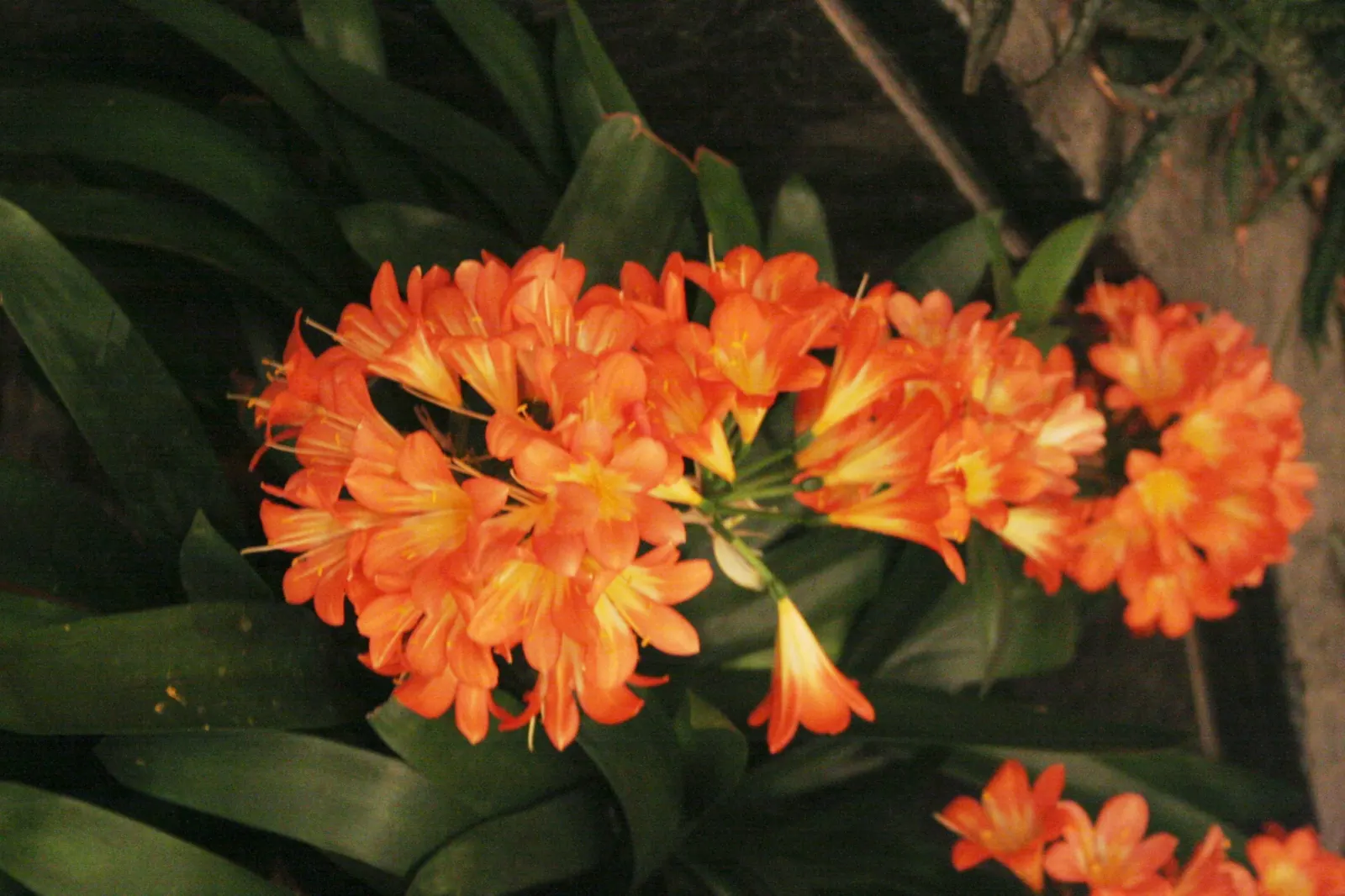 Kaffir Lily (Clivia Miniata) — In late winter to early spring, it boasts vivid orange-red flowers in clusters atop a 1.5-2-foot stalk; the blooms, image 115