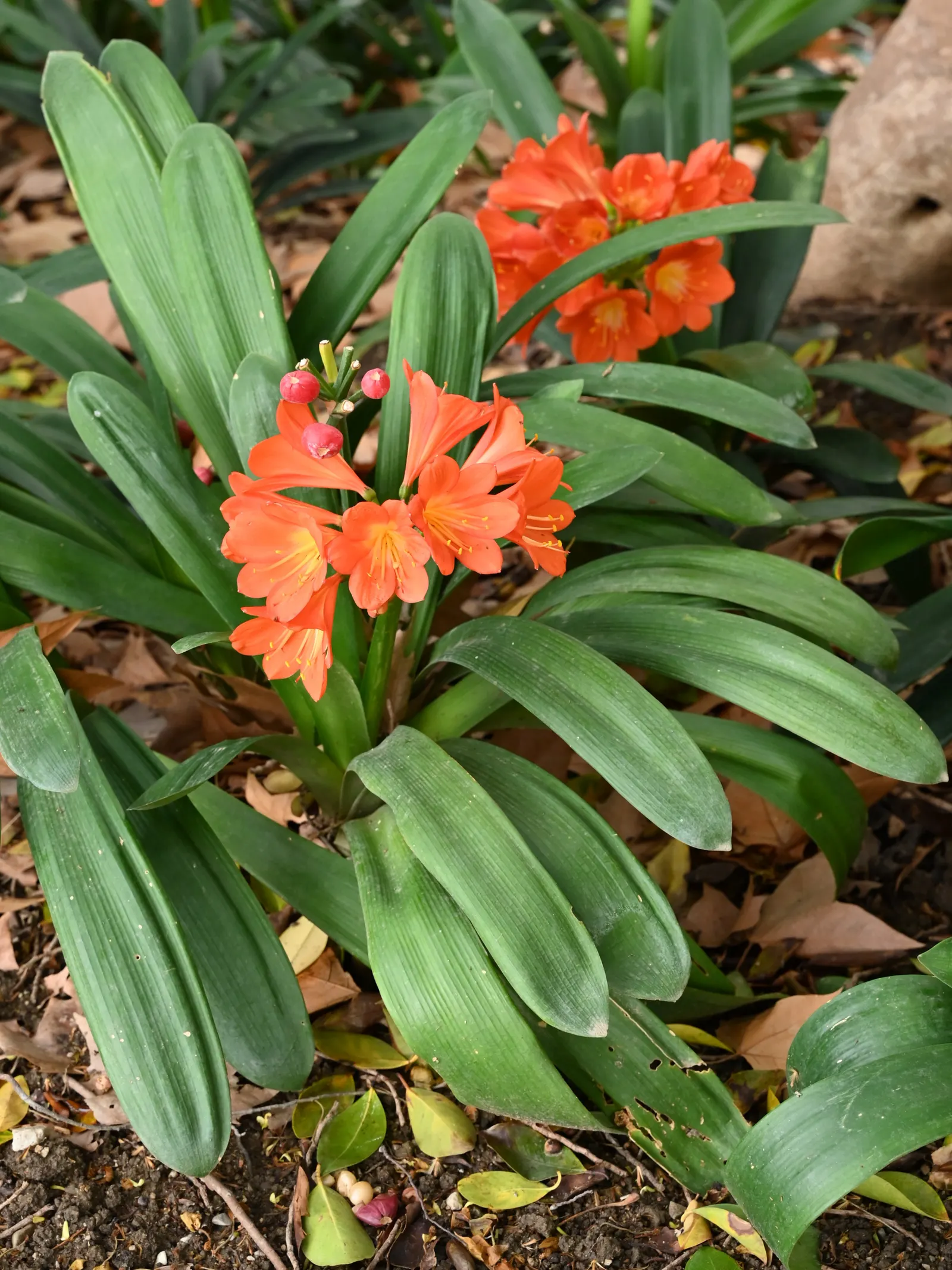 Kaffir Lily (Clivia Miniata) — each measuring about 2 to 3 inches across; this evergreen is drought-tolerant once established and prefers well-drained soil