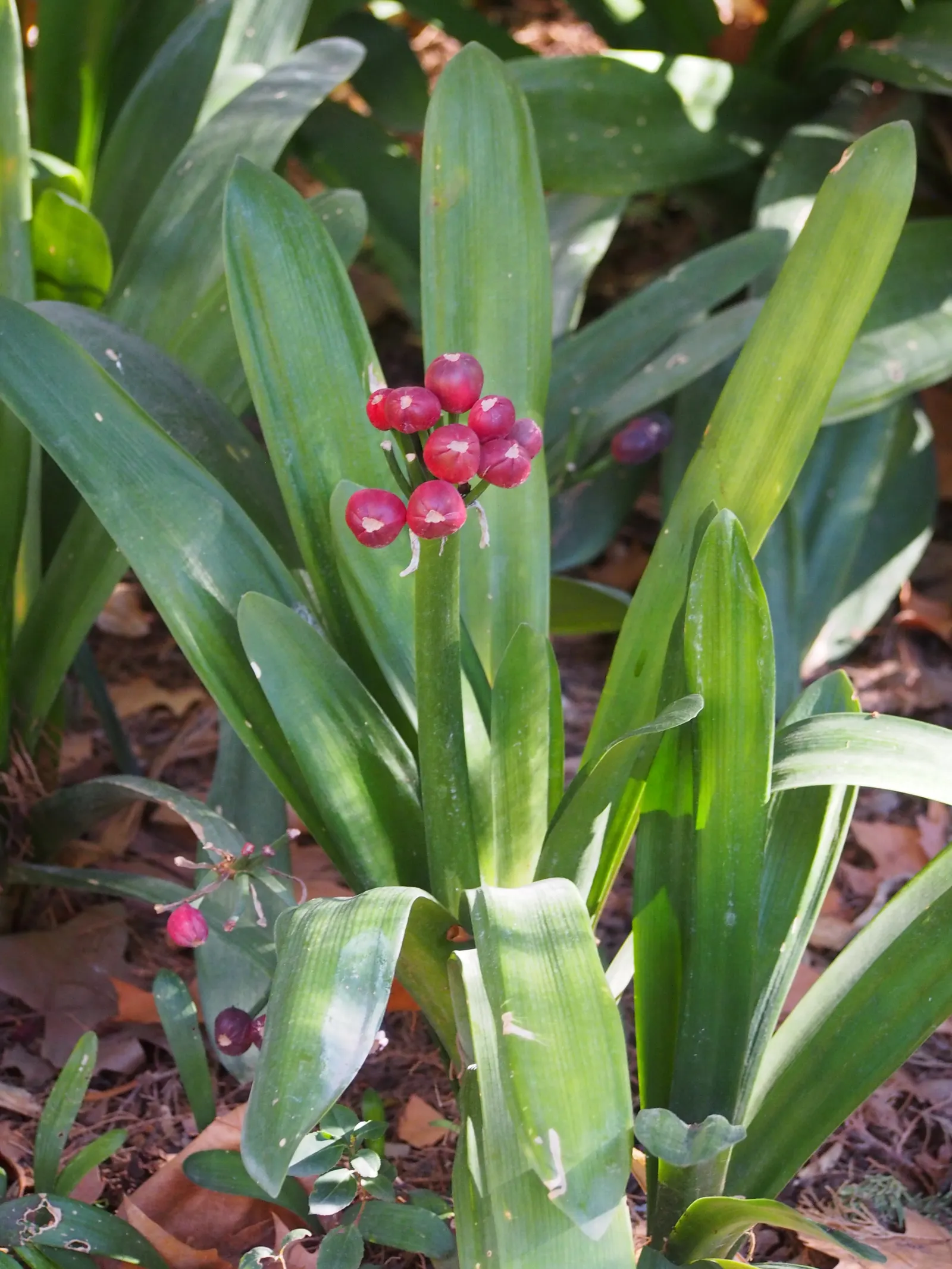 Kaffir Lily (Clivia Miniata) — forming a clump that does not exceed 2 feet in width; the blooms display a vivid range of colors from deep orange to red