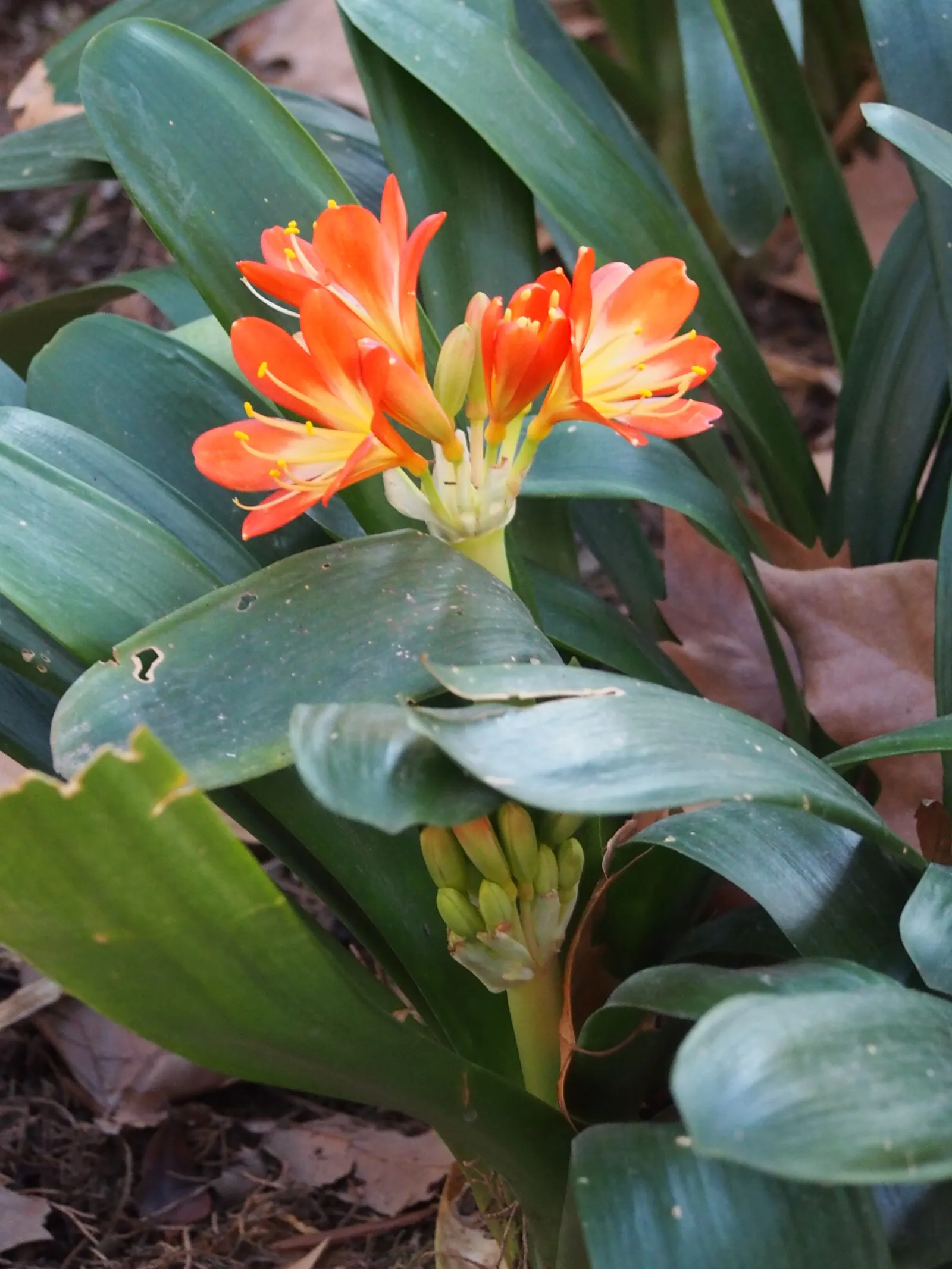 Kaffir Lily (Clivia Miniata) — lush foliage and striking blossoms; the blooms display a vivid range of colors from deep orange to red