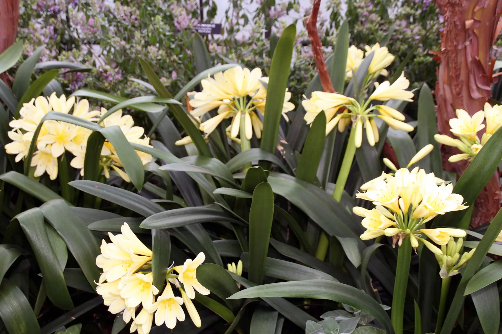 Kaffir Lily (Clivia Miniata) — each measuring about 2 to 3 inches across; this evergreen is drought-tolerant once established and prefers, image 73